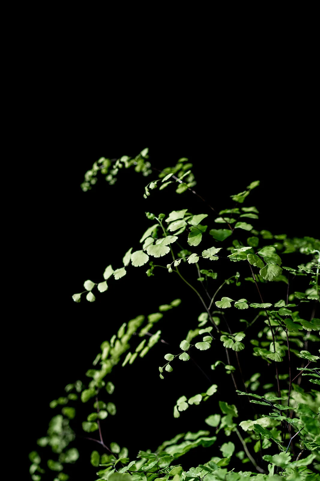 luxury-modern-unique-best-florist-athens2