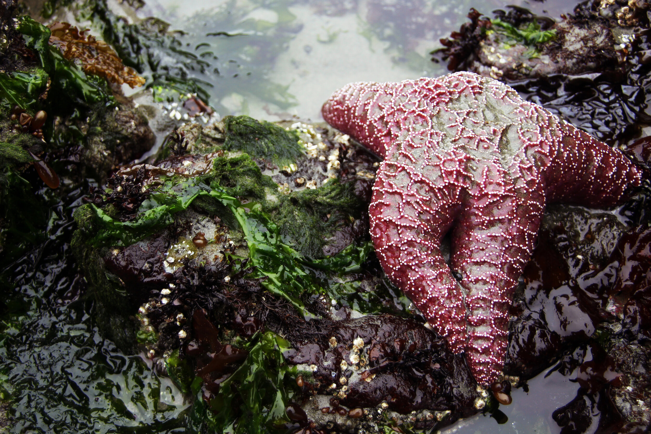 Stranded starfish at Rhossili Bay – Jessica's Nature Blog