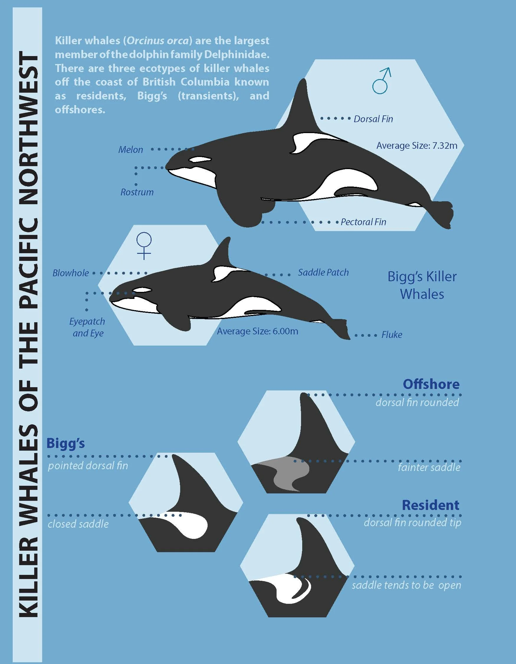 BIGG'S KILLER WHALE MONITORING — STRAWBERRY ISLE MARINE RESEARCH SOCIETY