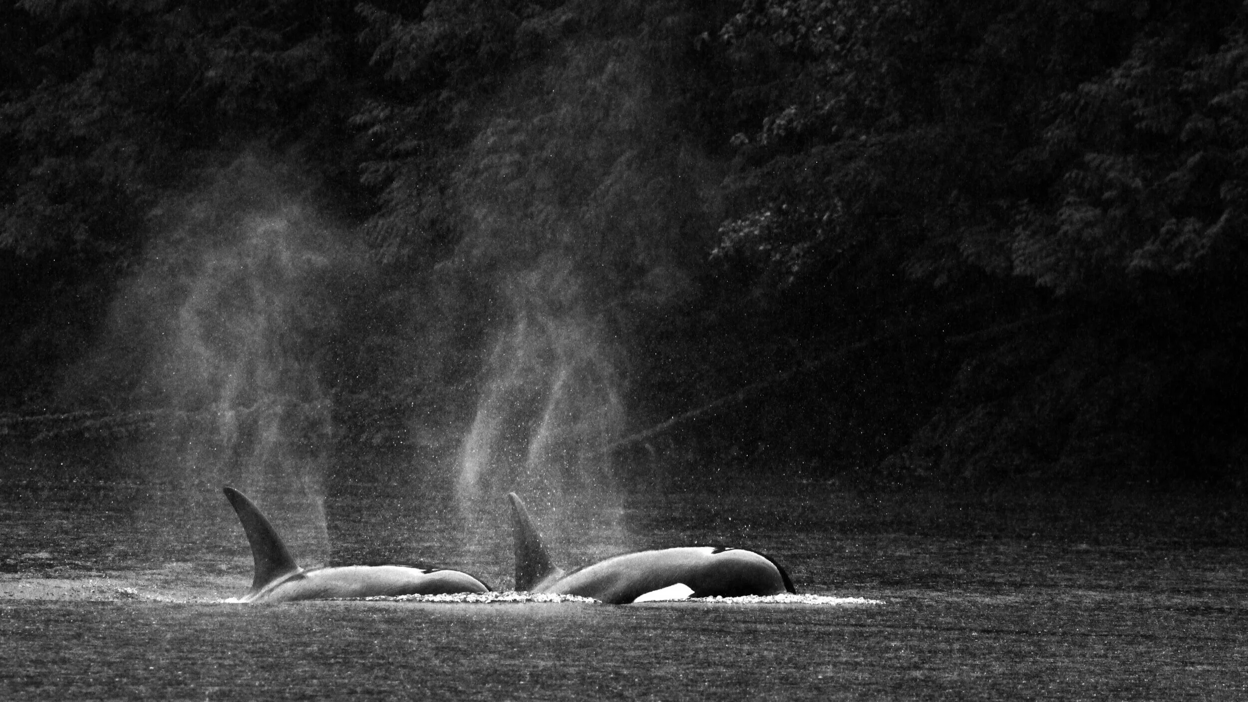 Rainforest+Killer+Whales+%28B%26W%29.jpg