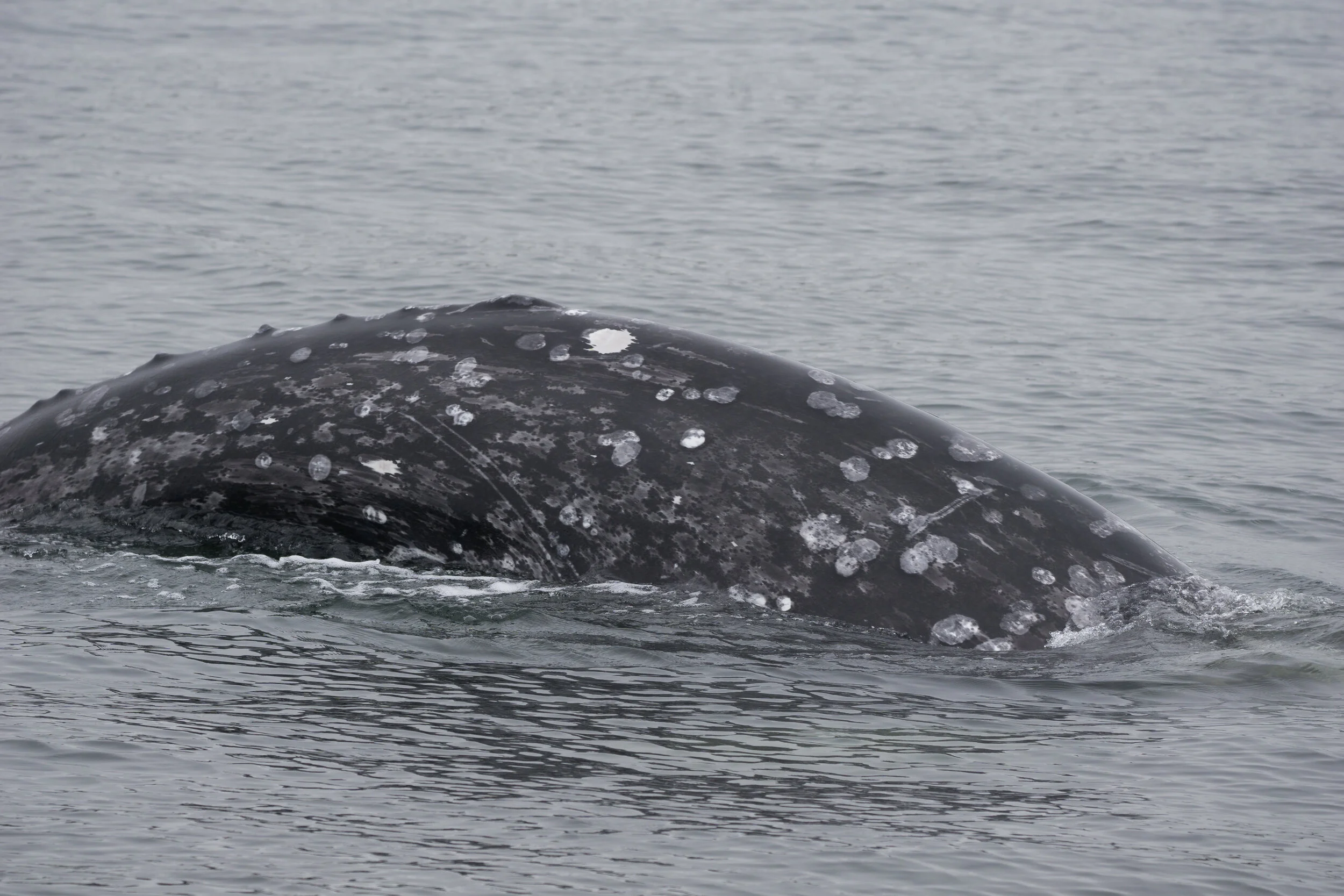 Pacific Rim Whale Festival: Whaley Fun At Home Learning!
