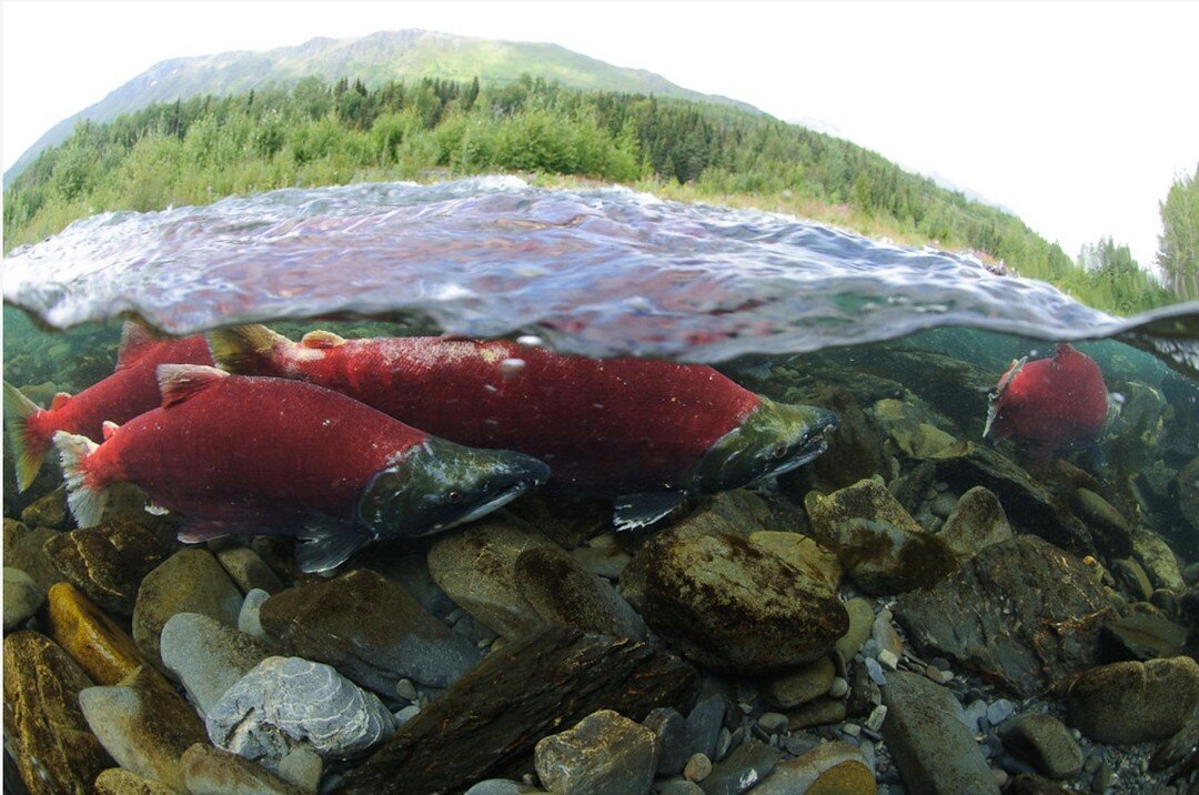 During the lifespan of a Pacific salmon an individual fish may travel many thousands of kilometres. Salmon migrate from their natal freshwater streams where they were born to the open ocean where they grow up and feed as adults. They then return &ldq