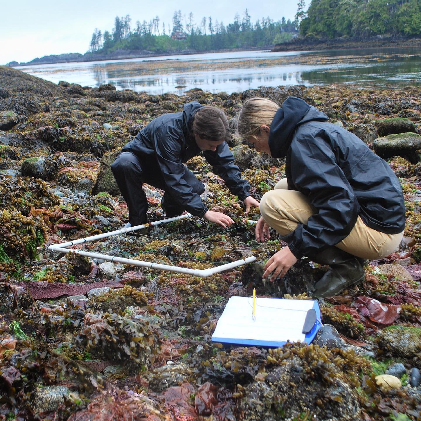 We spent the morning at Terrace Beach with the Outdoor Education class from Ucluelet Secondary School performing intertidal biodiversity transects (IBTs). We used quadrats to measure the abundance, richness, evenness and diversity of the rocky intert
