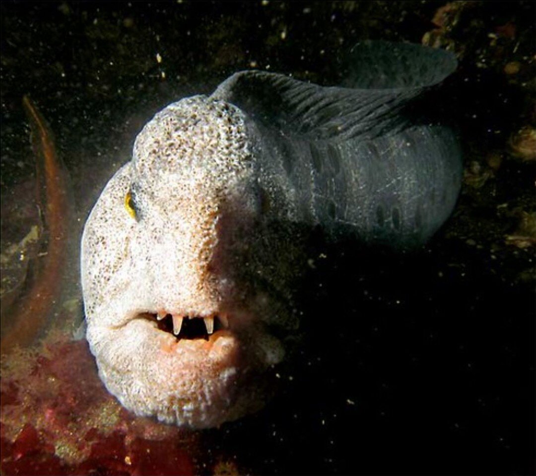 Welcome to another #WildlifeWednesday! This week we&rsquo;ll be talking about the Wolf Eel (Anarrhichthys ocellatus). Don&rsquo;t let the name fool you, wolf &ldquo;eels&rdquo; are a species of fish! Even though their name says otherwise, they are di