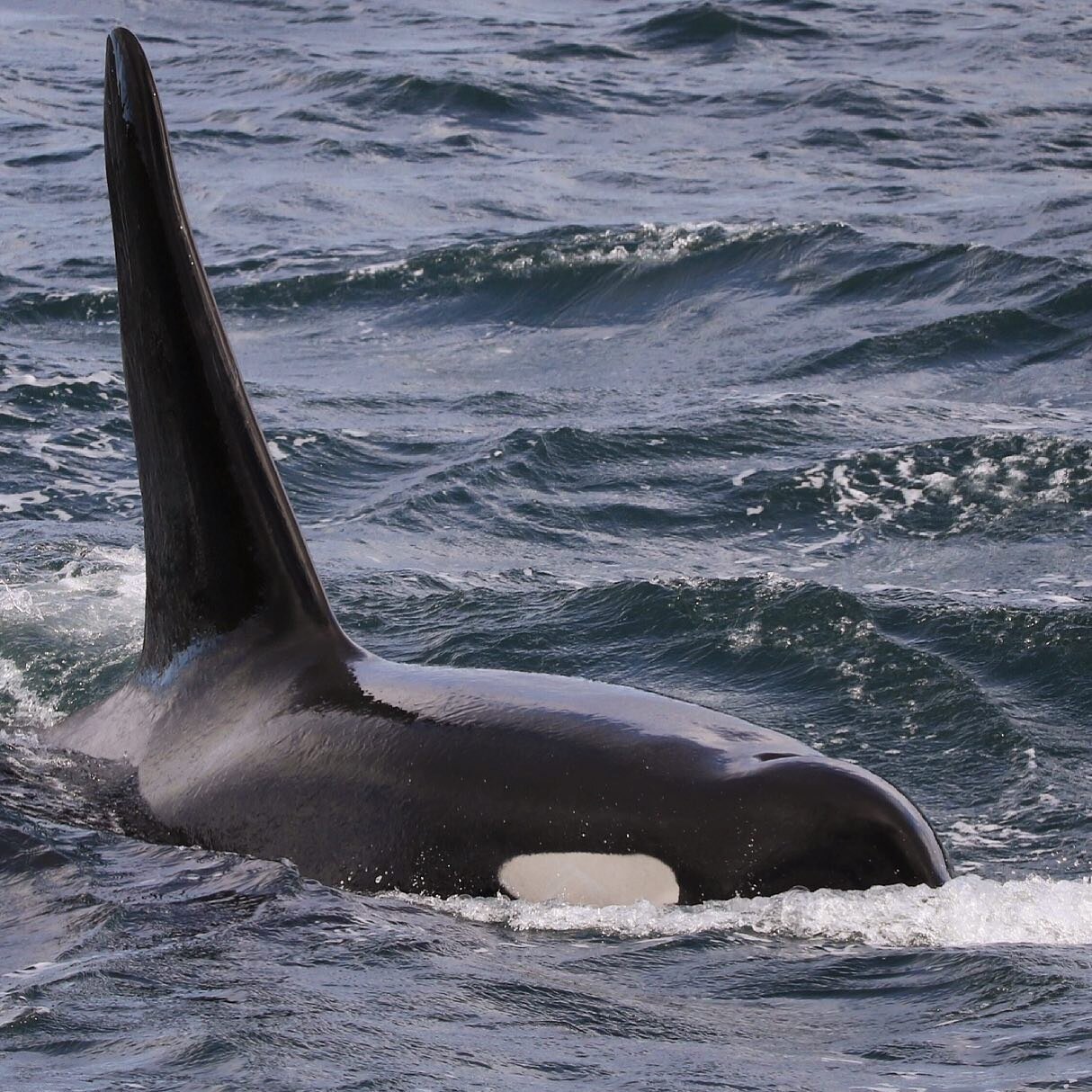 In honour of June being #orcaawarenessmonth this #FunFactFriday will be about the killer whale V4 call, dubbed the &quot;universal excitement call&rdquo;. 
.
An expression all humans are familiar with is laughter. No matter what language you speak, l