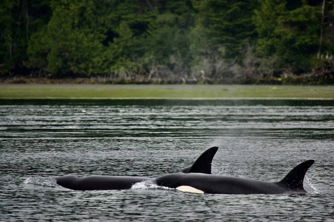 Happy World Orca Day! We got to celebrate today with some of our favorite gangs and frequent visitors to Clayoquot Sound - the &quot;Runaways&quot; T109As and the T109A2s that have split recently to form their own runaway gang. We've been monitoring 