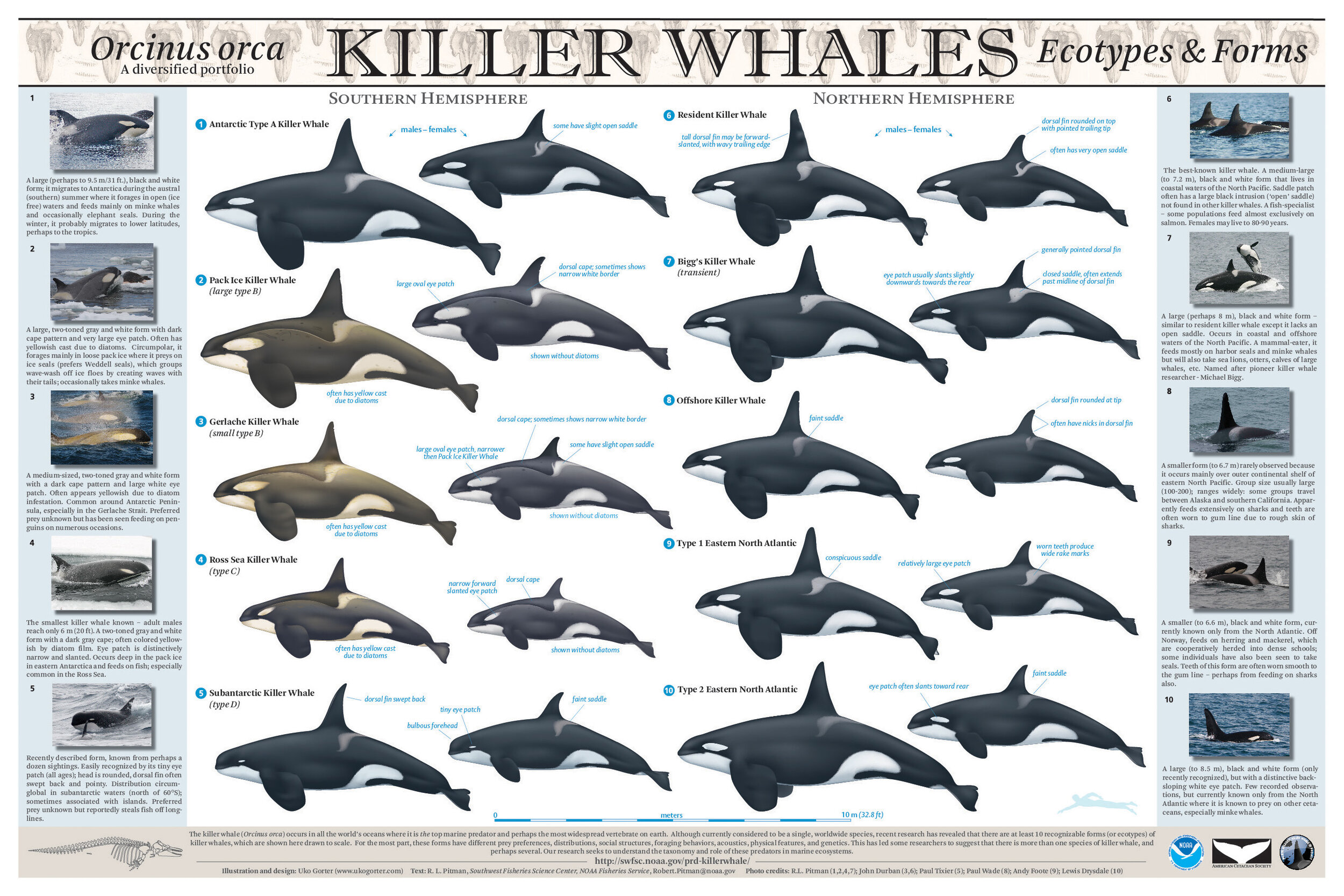 Whale Evolution Chart