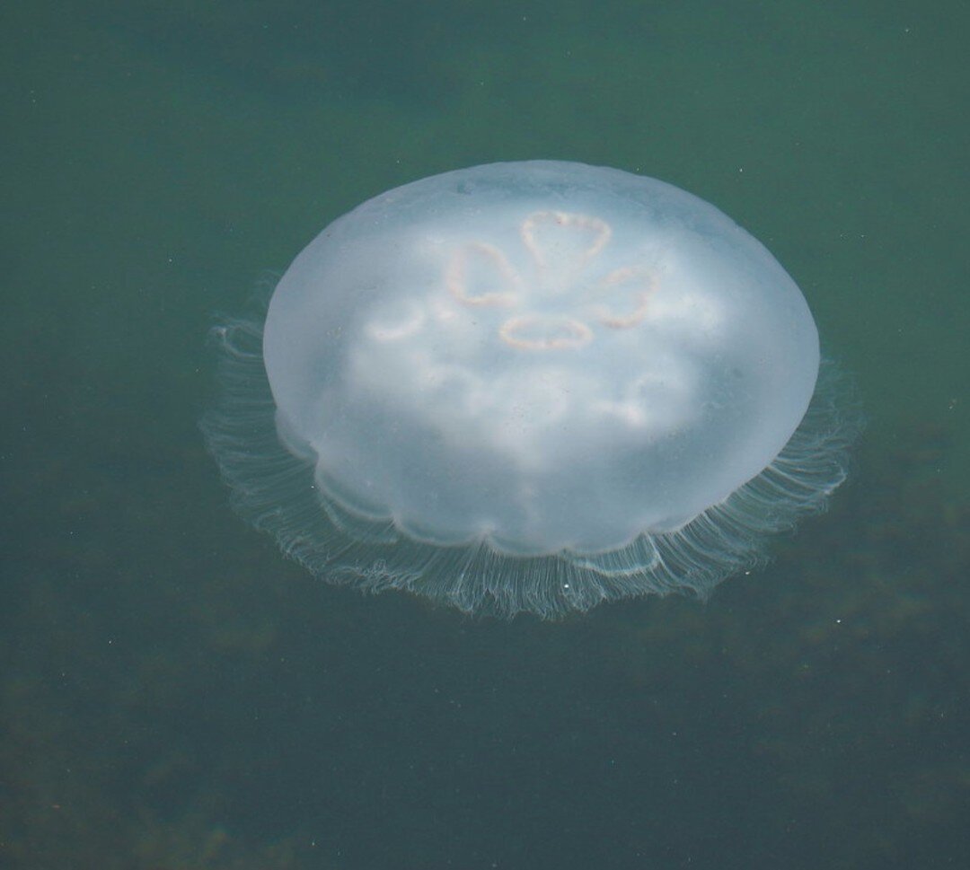 This #WildlifeWednesday is about the greater moon jellyfish! Moon jellyfish (Aurelia labiata) are part of the phylum Cnidaria, and although they look like they belong floating through outer space, these jellyfish find their home in the waters from Ca