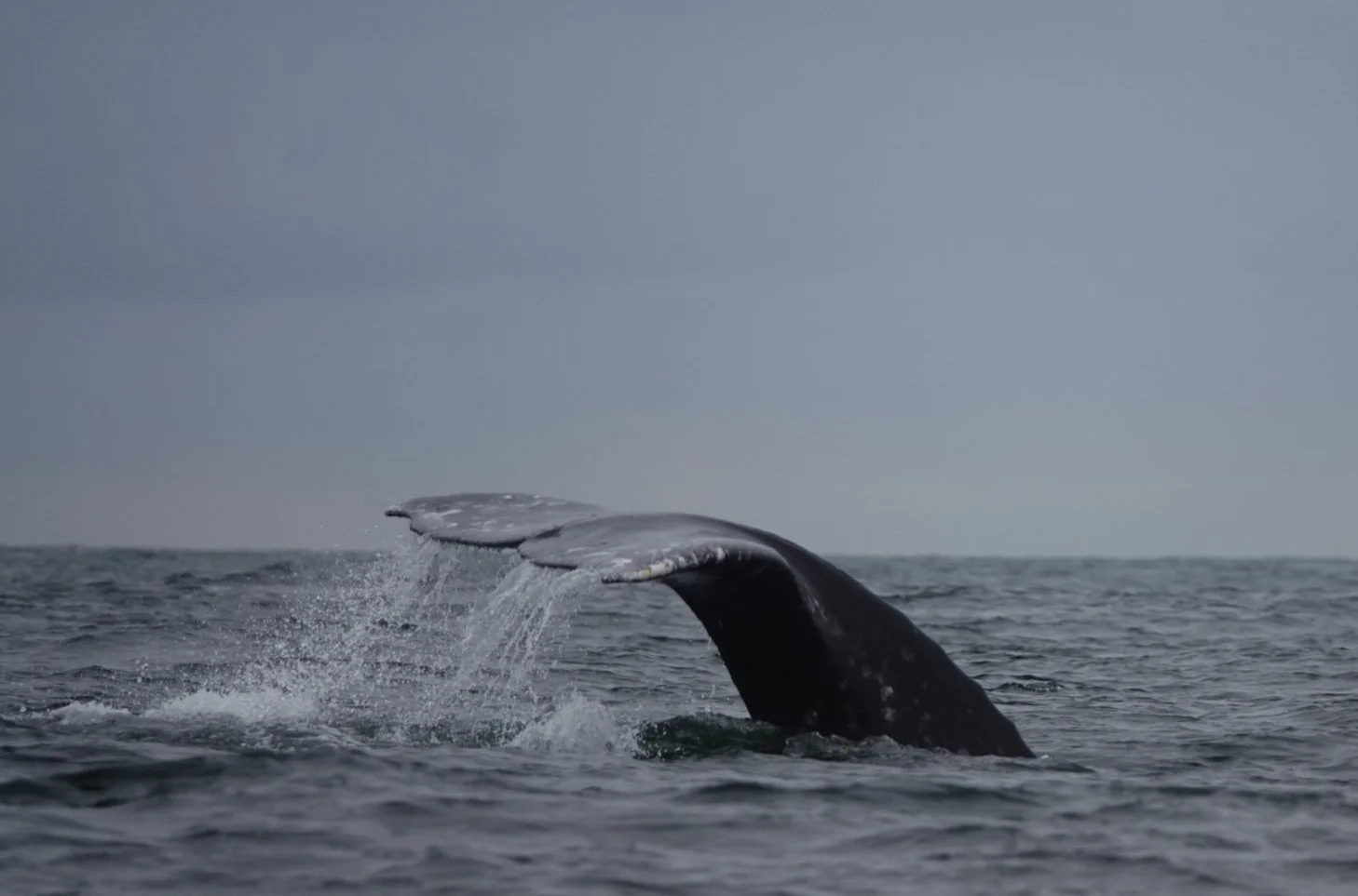 Marine Mammals &amp; Mariners Workshop