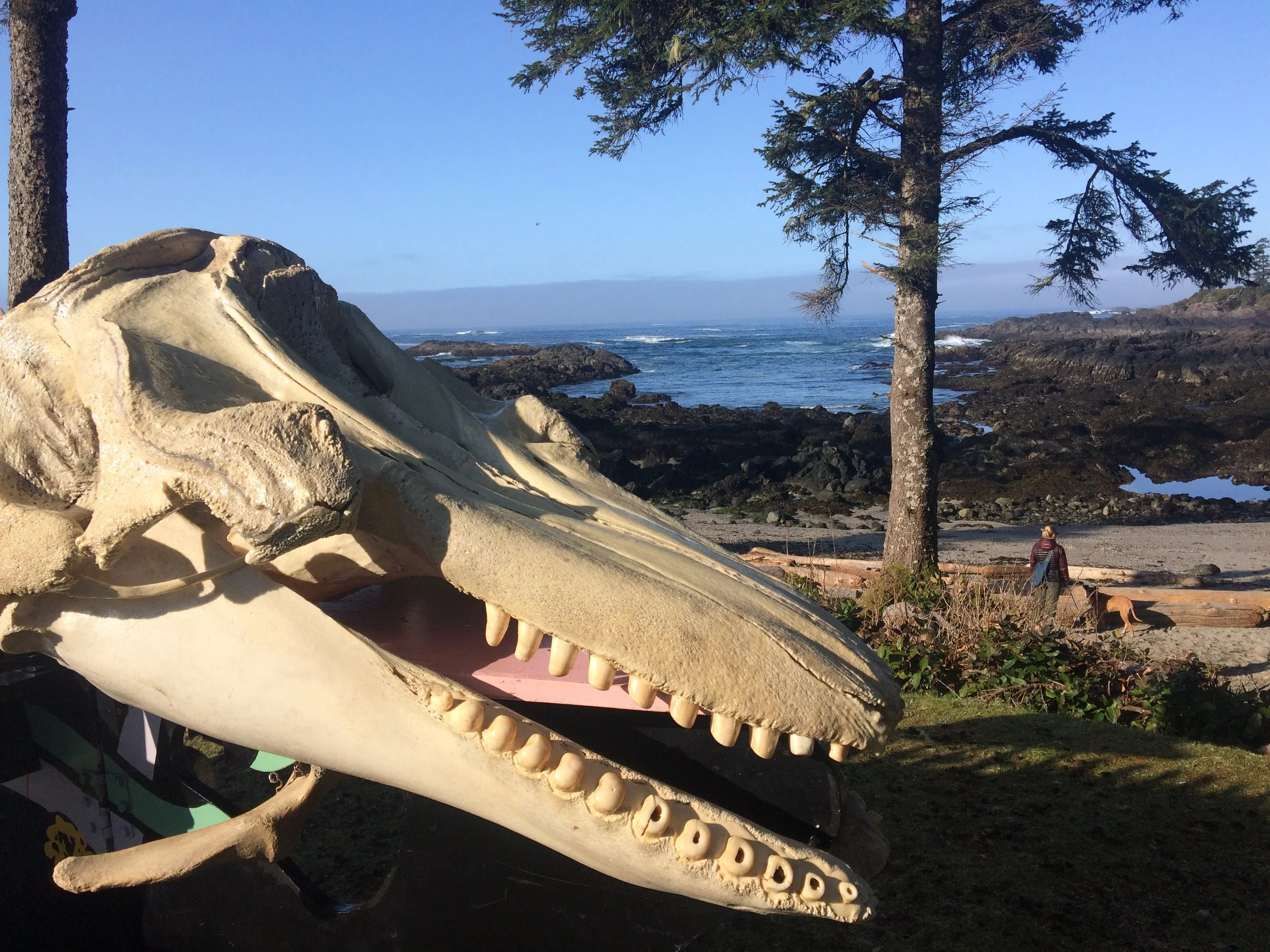Pacific Rim Whale Festival: Build-A-Whale