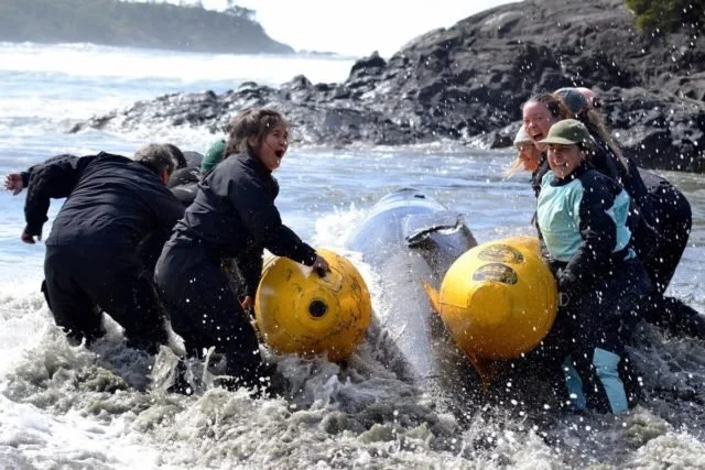 28665251_web1_220401-UWN-marine-mammal-rescue-training-at-cox-bay-WHALE_1-640x427.jpeg