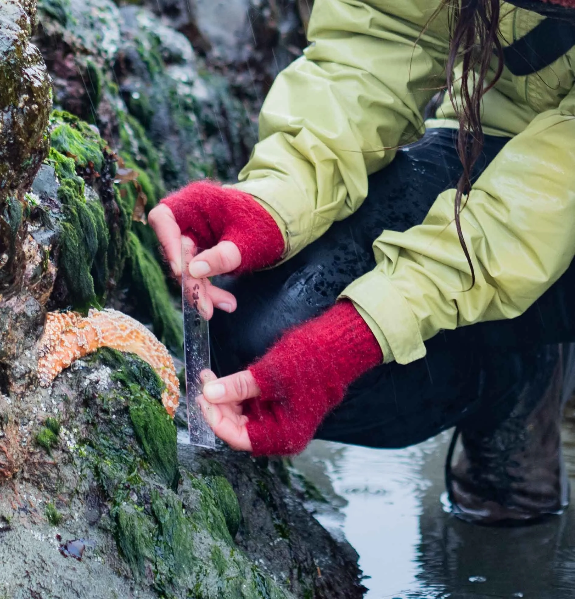 Tonquin Beach Sea Star Surveys