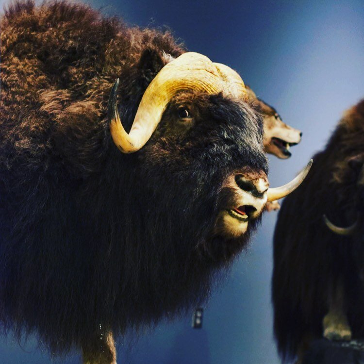 Year of the Metal Ox ! 

Fun fact :  Did you know that the muskoxen are a female led pack. 

The Metal element is associated with the lungs and the large intestine in Chinese Medicine.  Keeping our lungs strong like an Ox this year is more important 