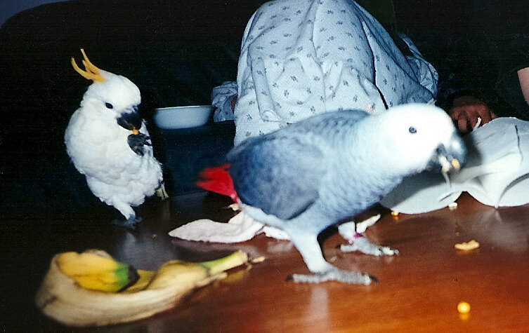 Cockatoo and African Grey