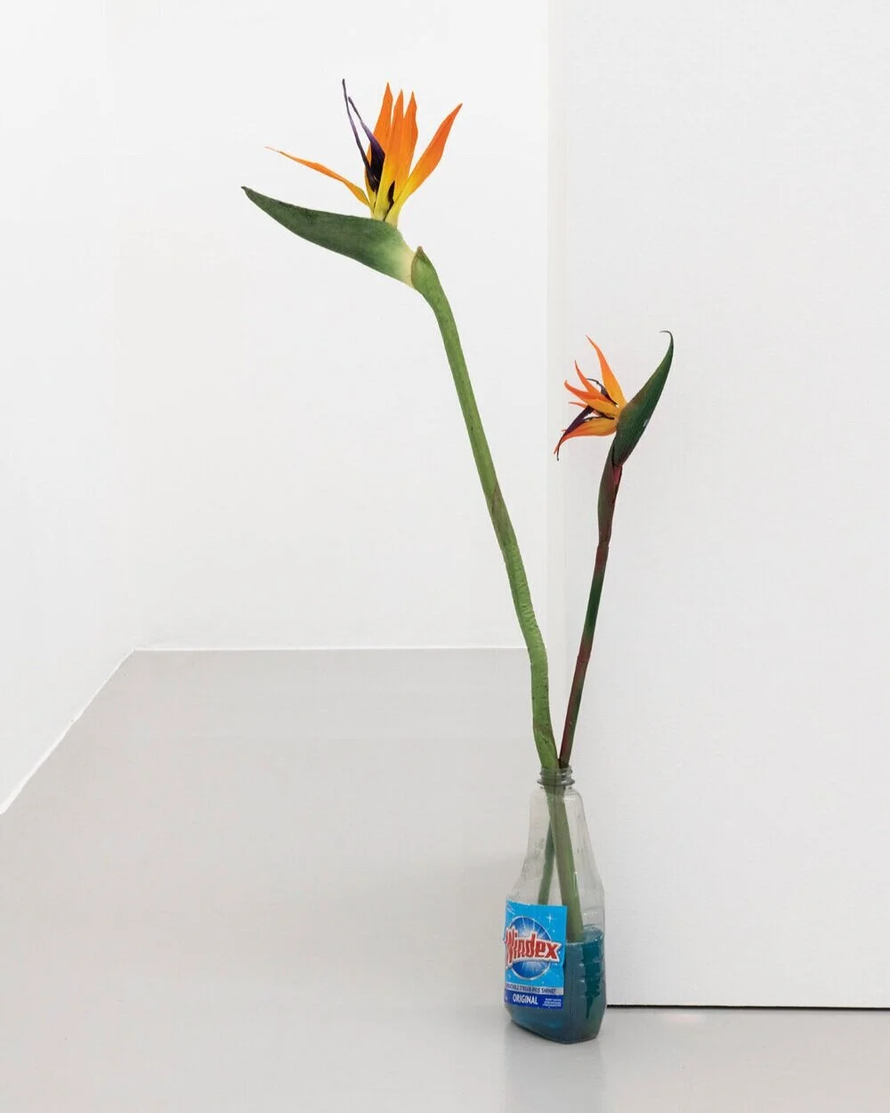 Monsieur ZohorePrimitivism, 2020plastic bird of paradise, windex bottle, resindimensions variable