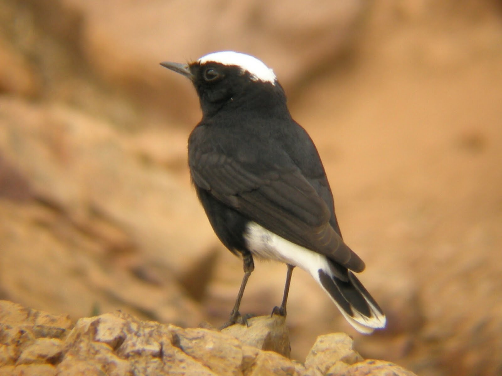  White-Crowned Wheatear 