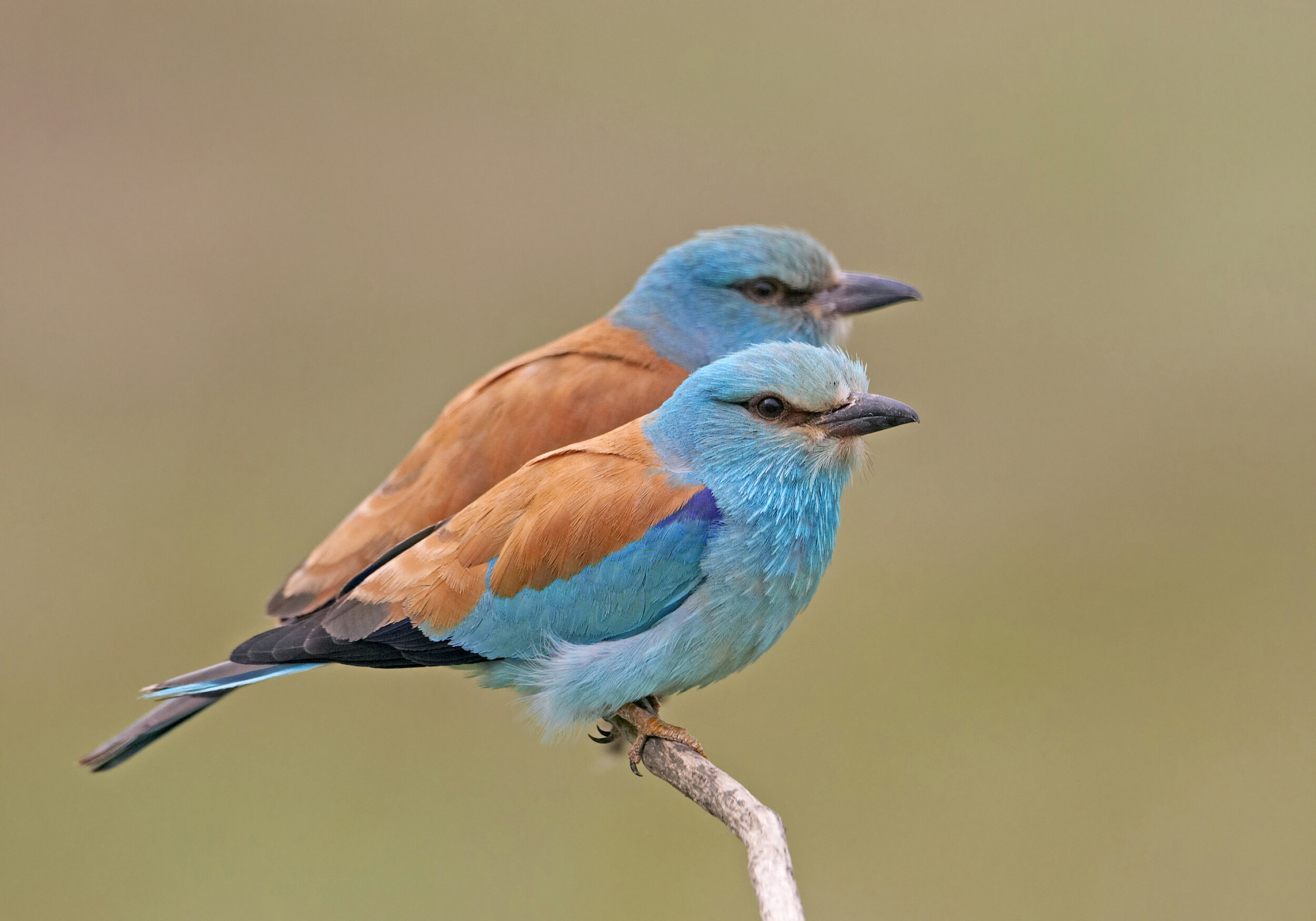  European Roller 