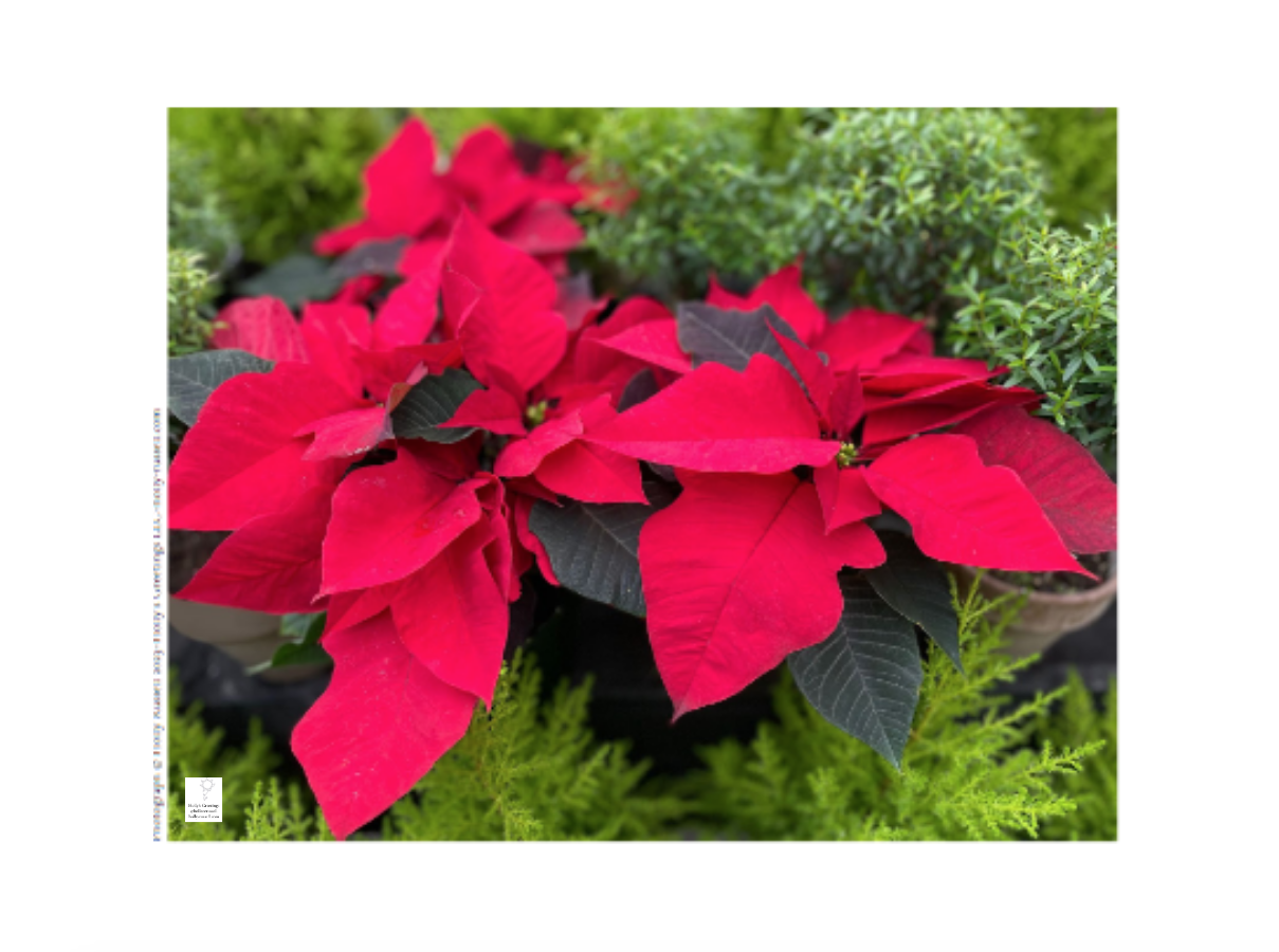 Screen Shot 2026-01-13 at 3.01.12 PM.png