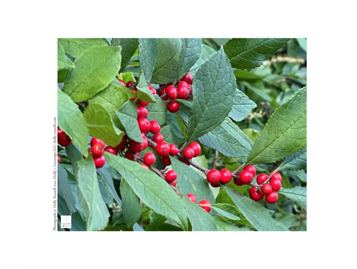 Screen Shot 2026-01-13 at 3.04.49 PM.png