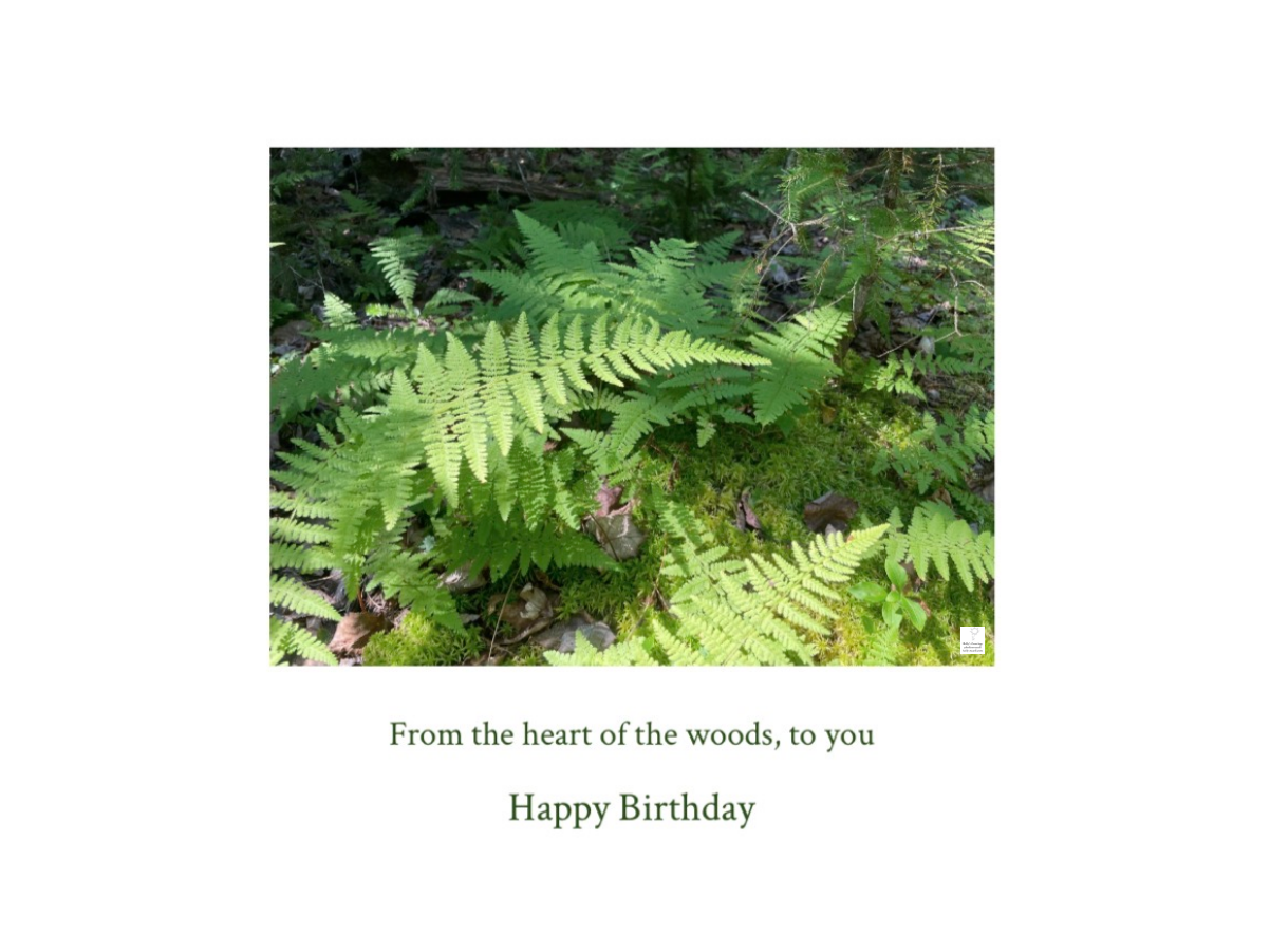 Ferns with watermark.jpg
