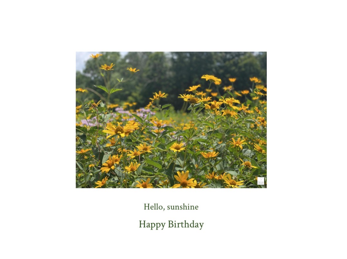 Mather Daisies with watermark.jpg