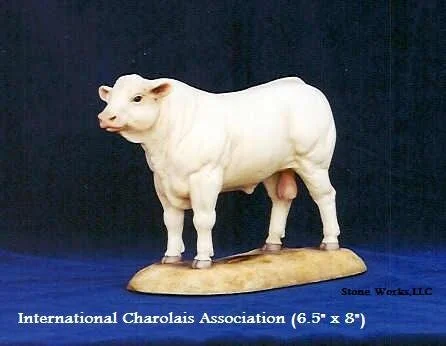 Charolais Bull