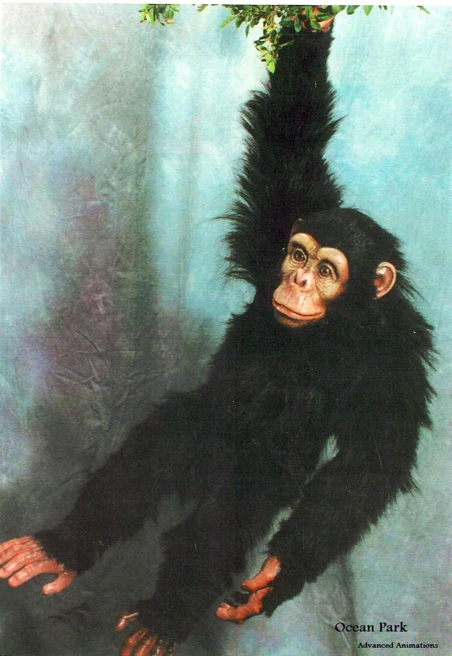 CHIMP.JPG