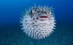 Puffer Fish Syndrome