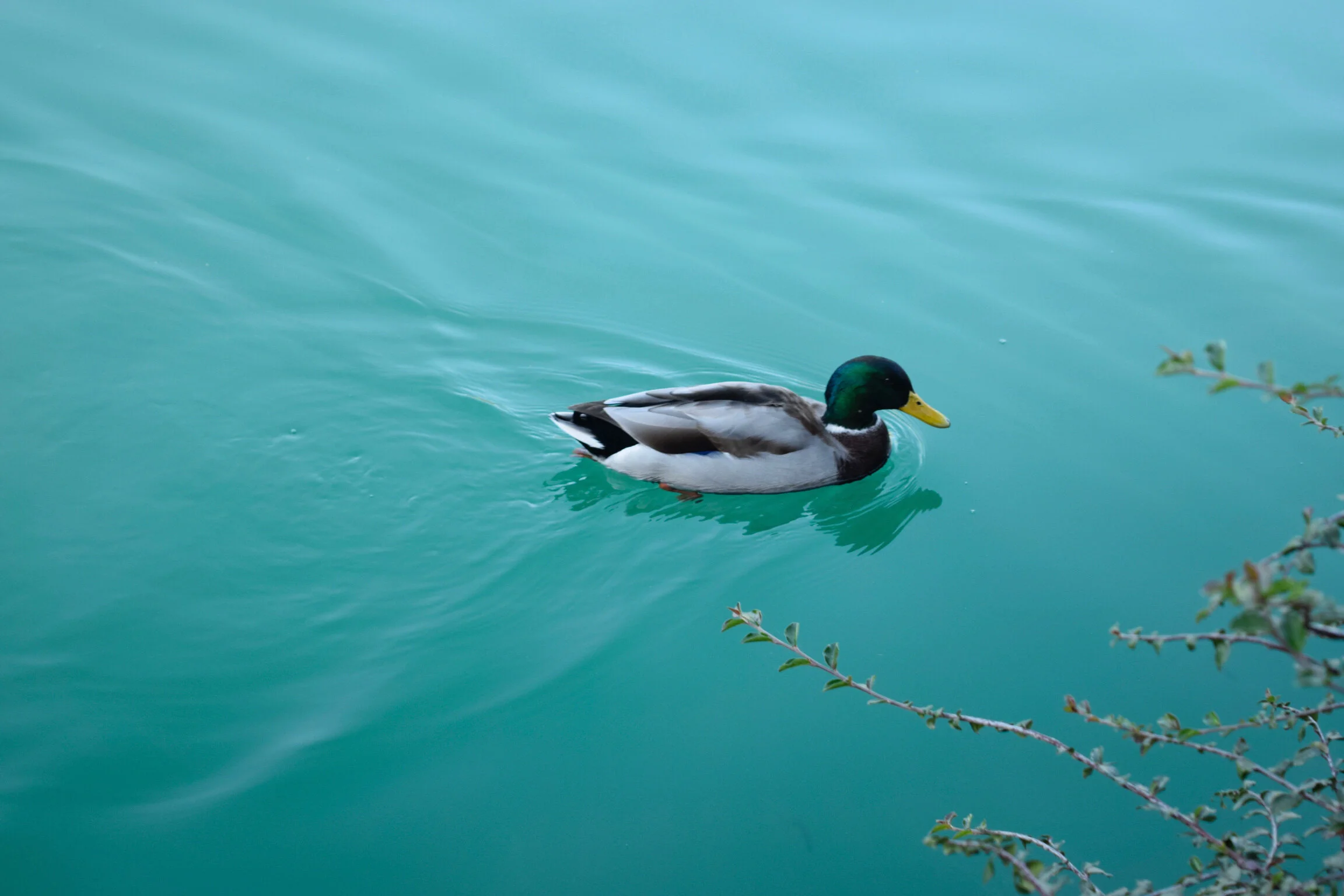 lake_bled_5.jpg