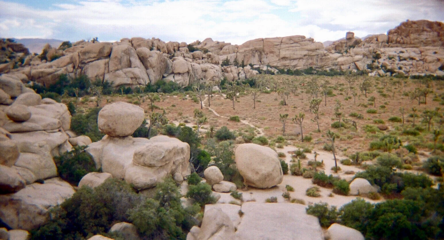 joshua_tree.jpg