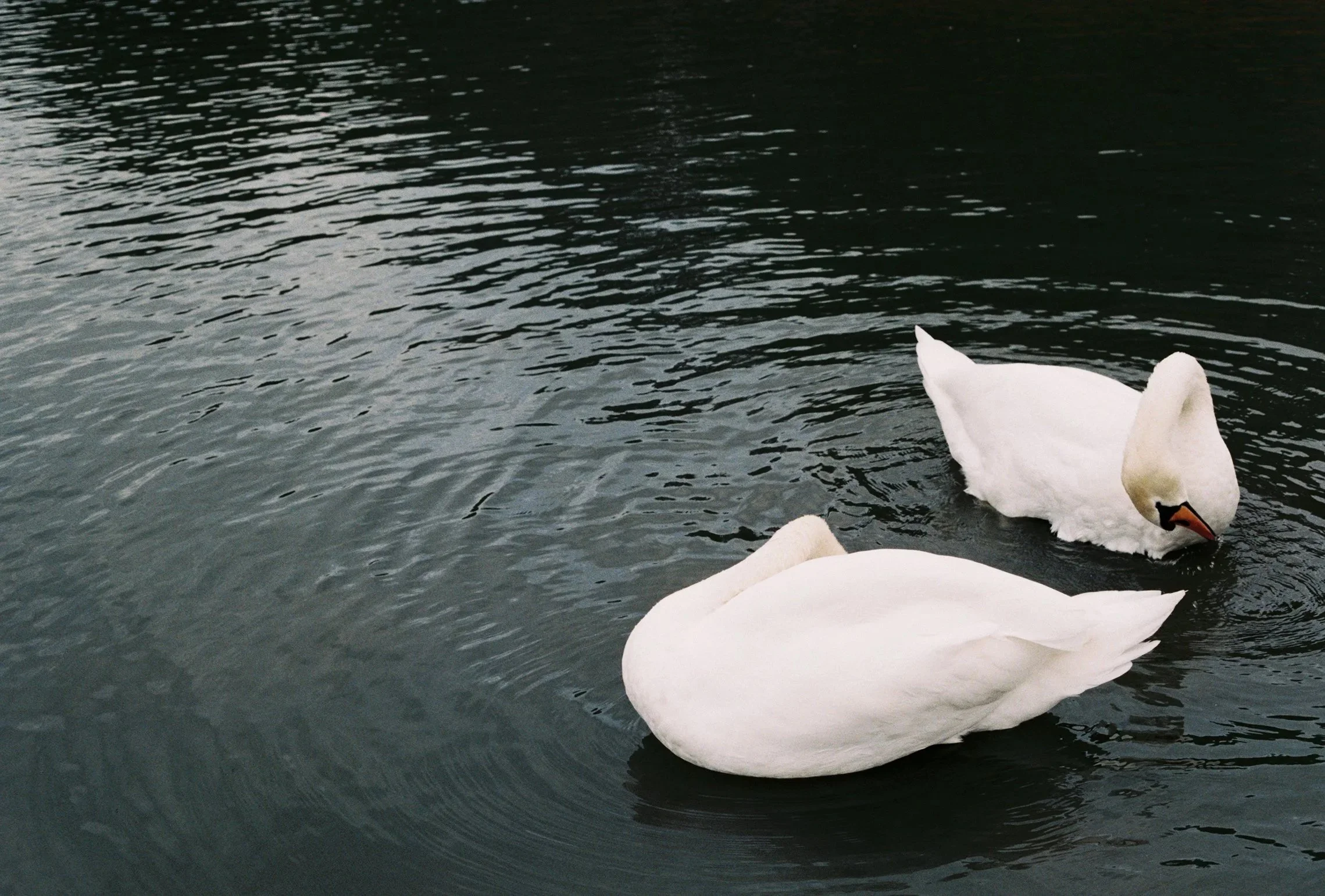 Swan Dance (2023)