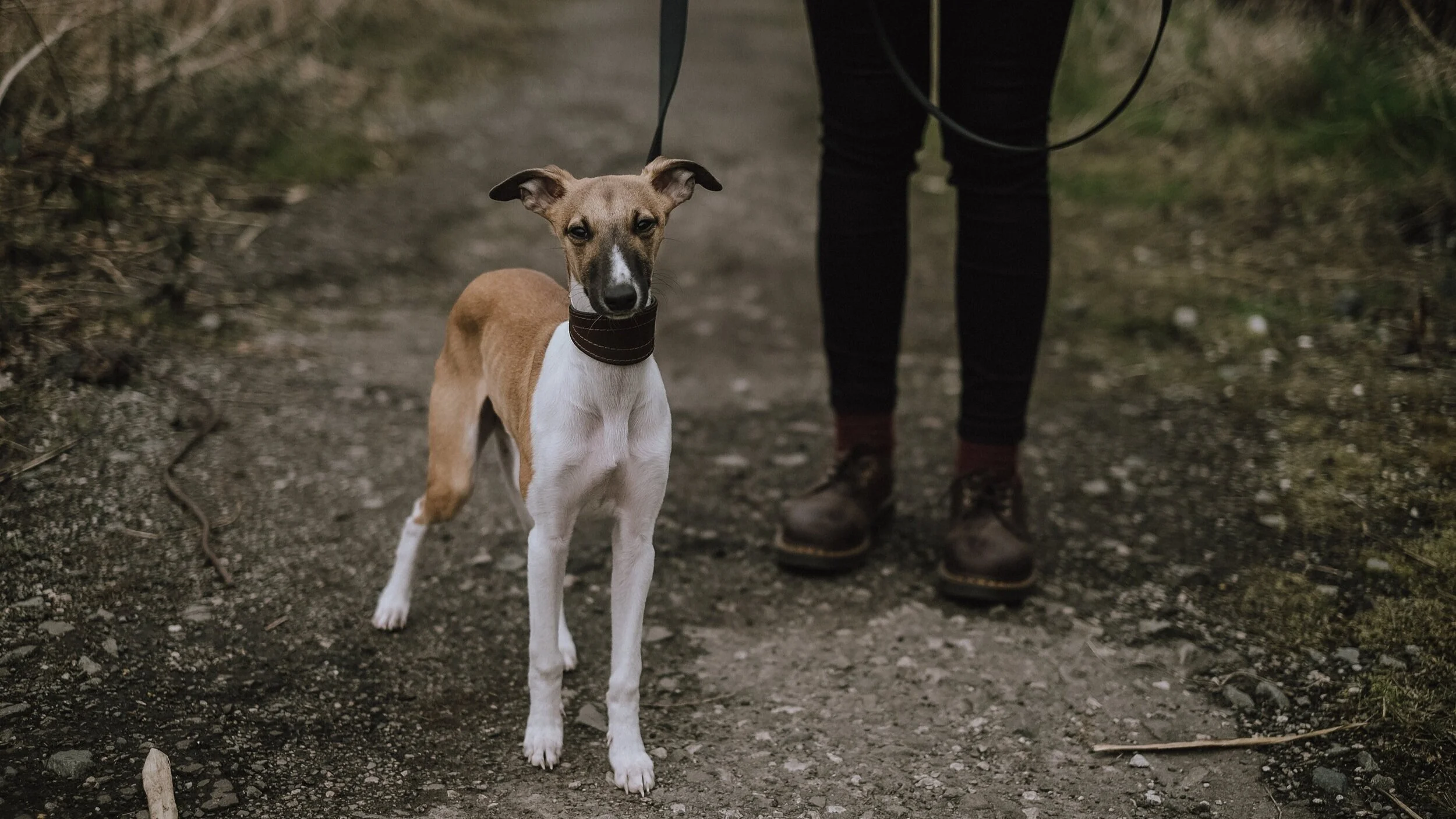 Andar com cães soltos é seguro?