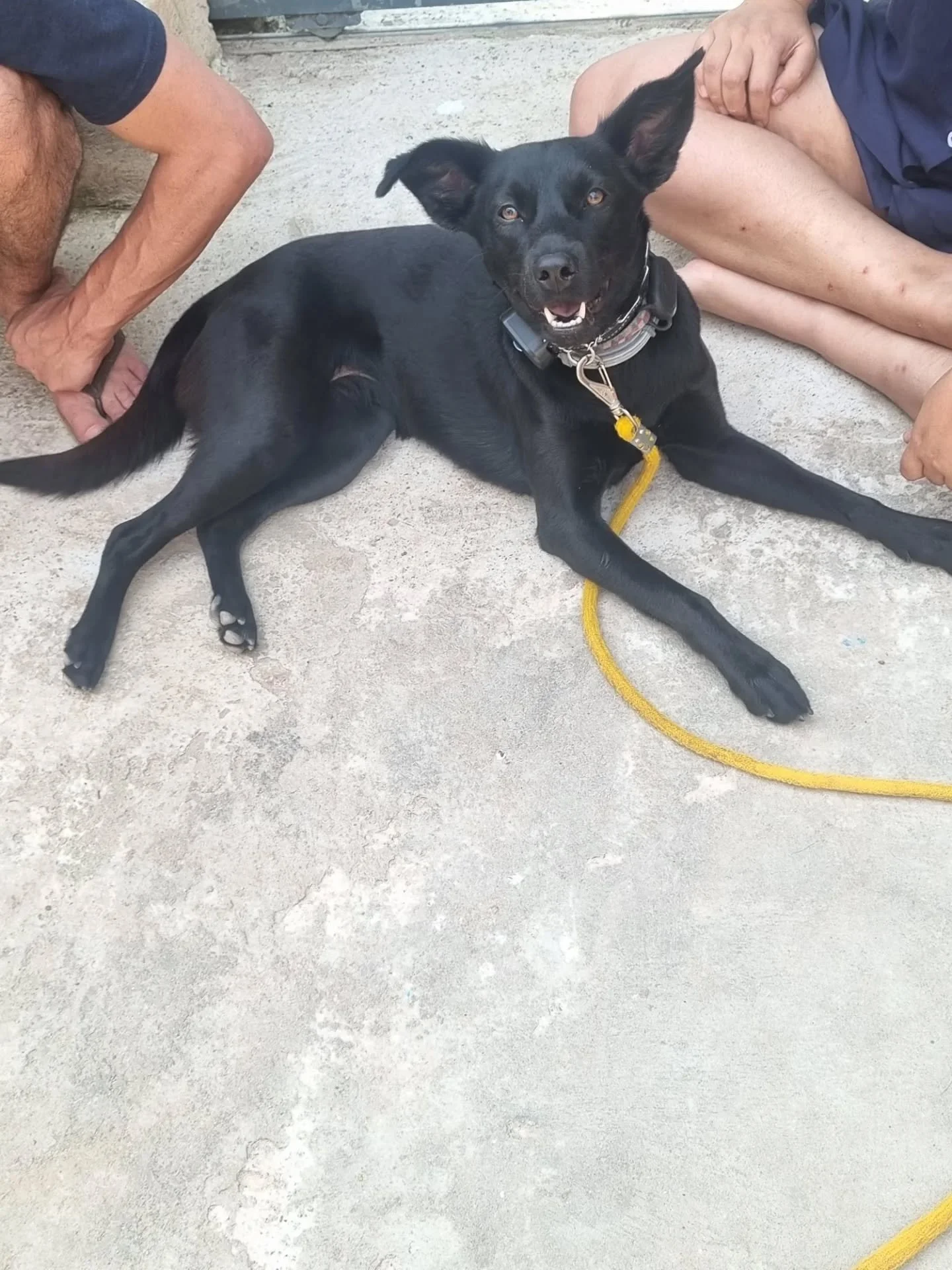Aula com a lobinha linda da Tia, Luna 🐶🙏🏻&hearts;️🥰
#escoladatiapa #treinadoradecaes #comandos #obediencia #comportamentocanino
