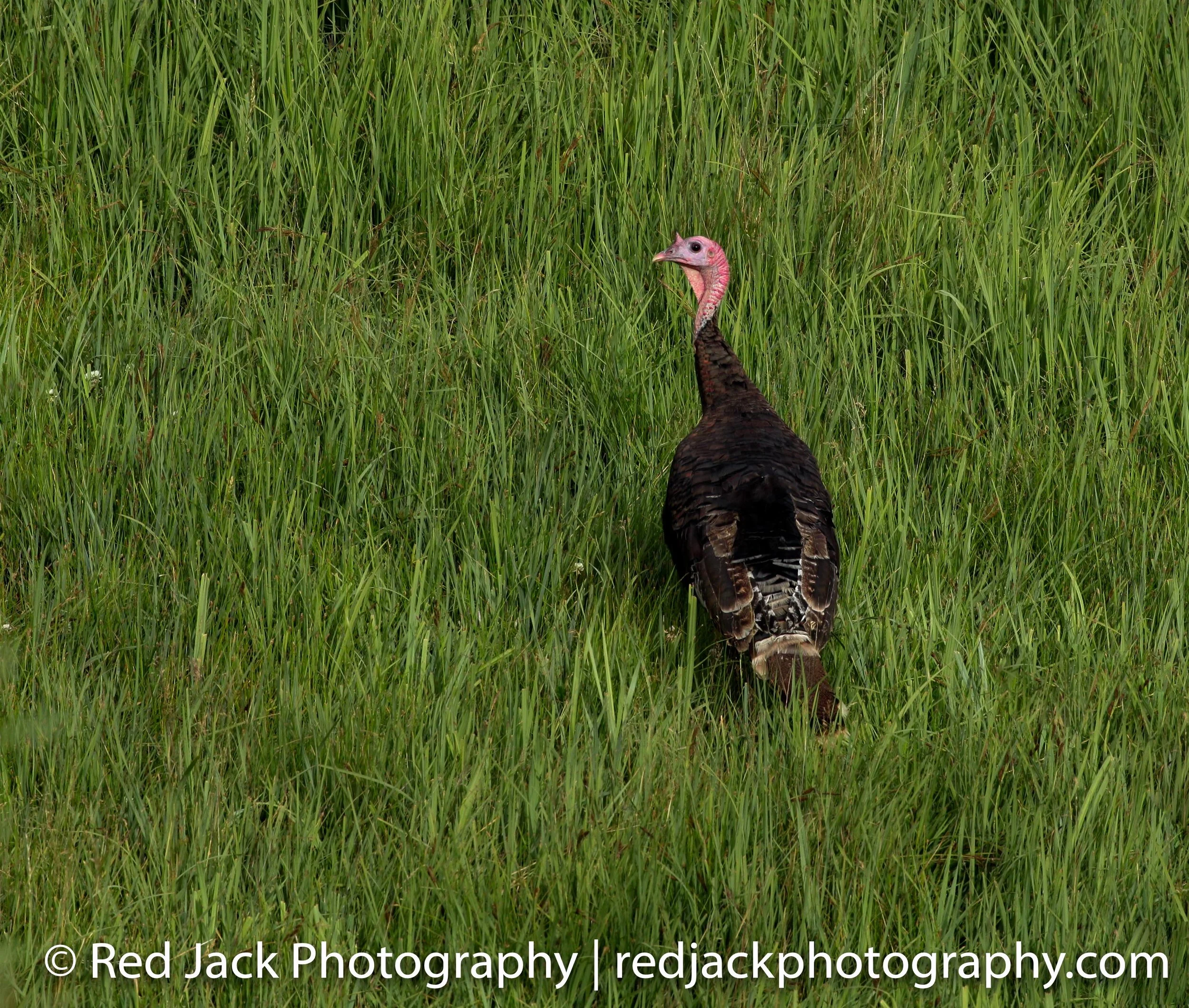 Wildlife — RedJack Photography