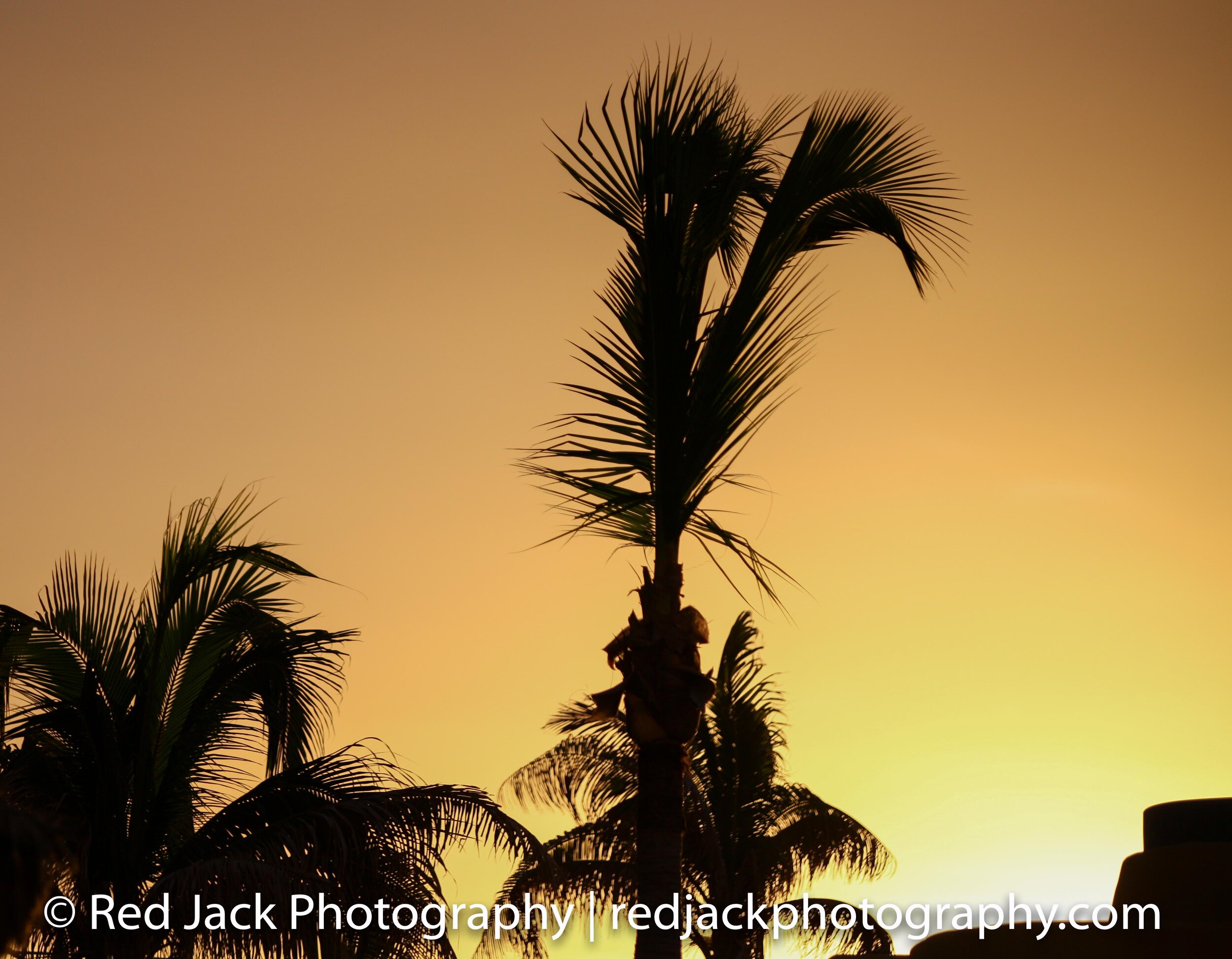 Palms at Sunrise