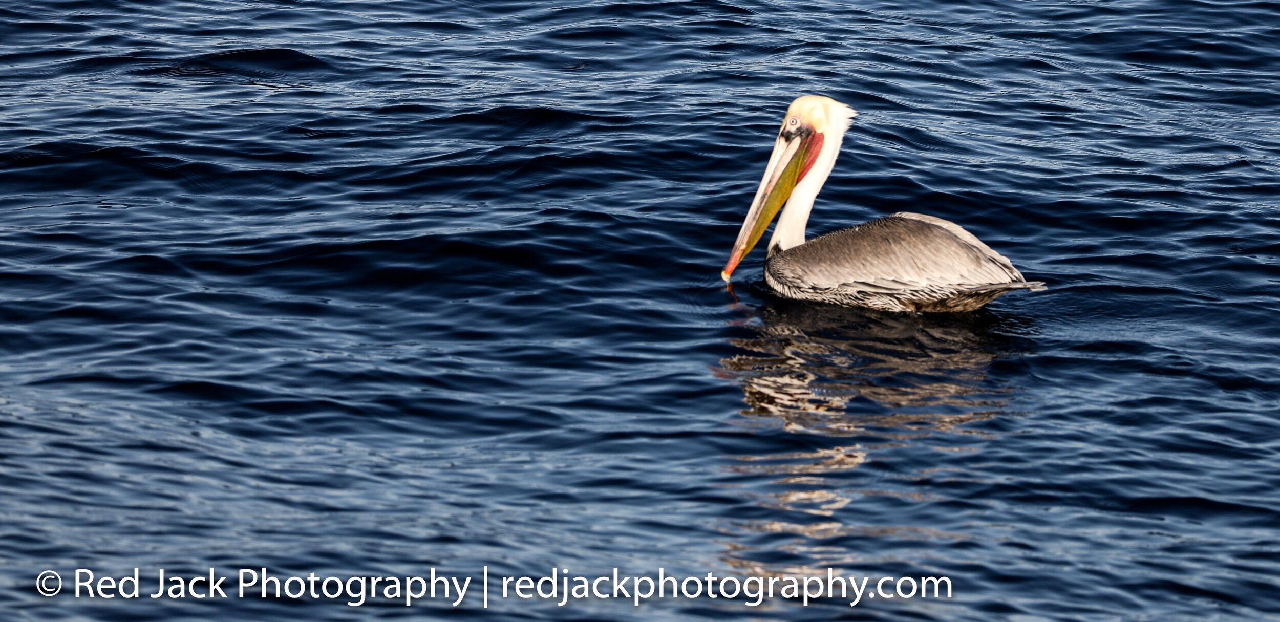 pelican (1 of 1).jpg