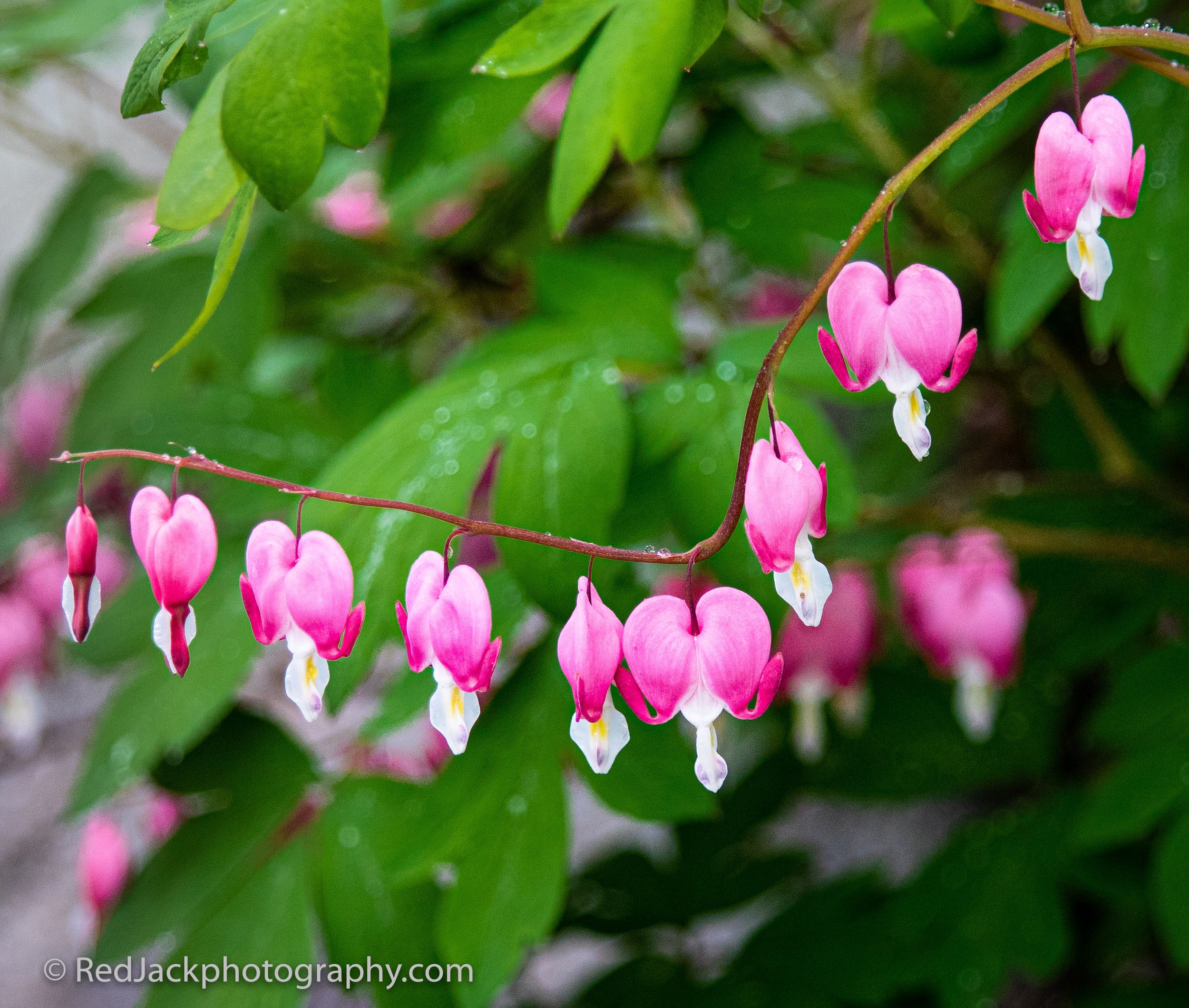 Bleeding Heart