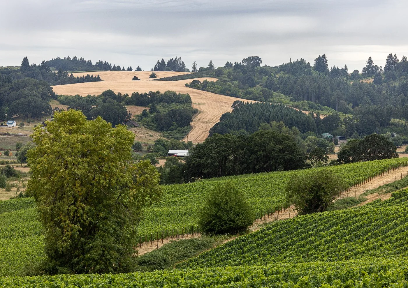 Lenne Estate Winnery near Portland, Oregon. This is a shot from their patio overlooking the incredible grape vines.