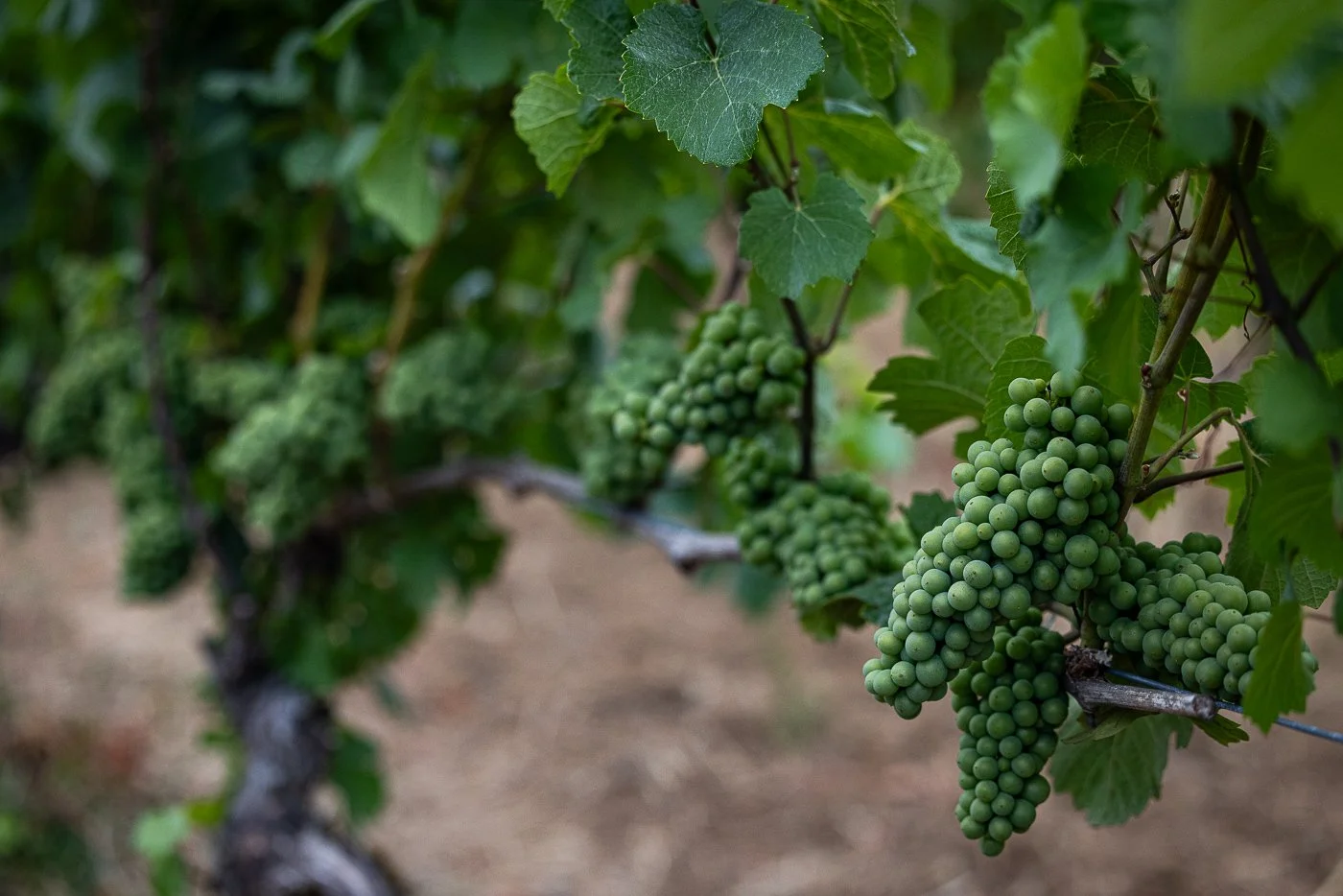 Lenne Estate Winnery near Portland, Oregon. This is a shot from their patio overlooking the incredible grape vines.