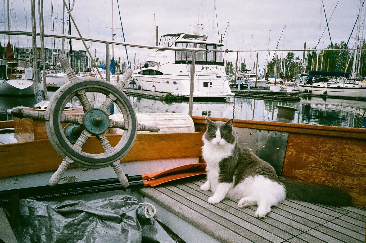 Sailor Cats