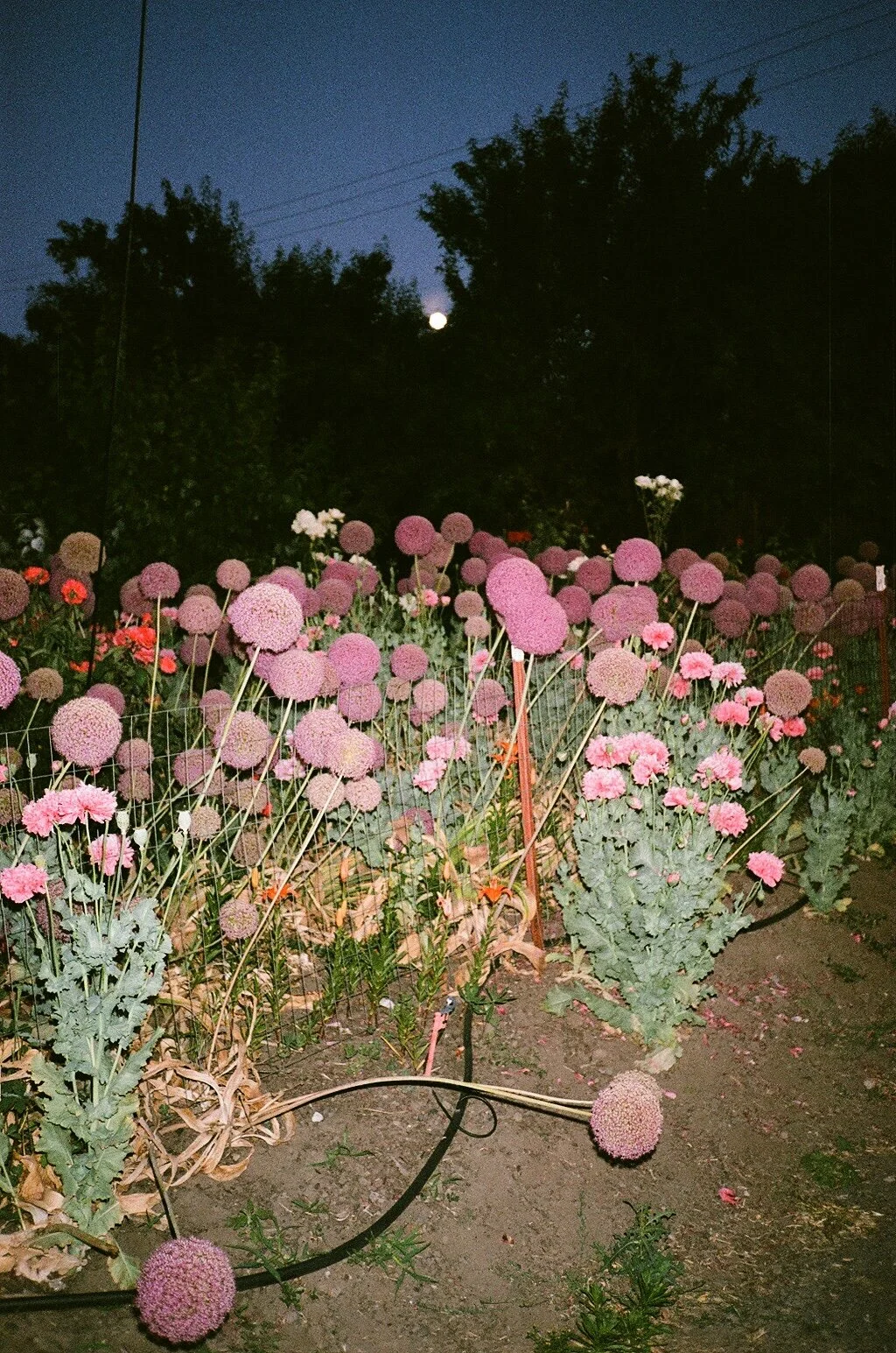 TheDalles.SholaLawson.jpg