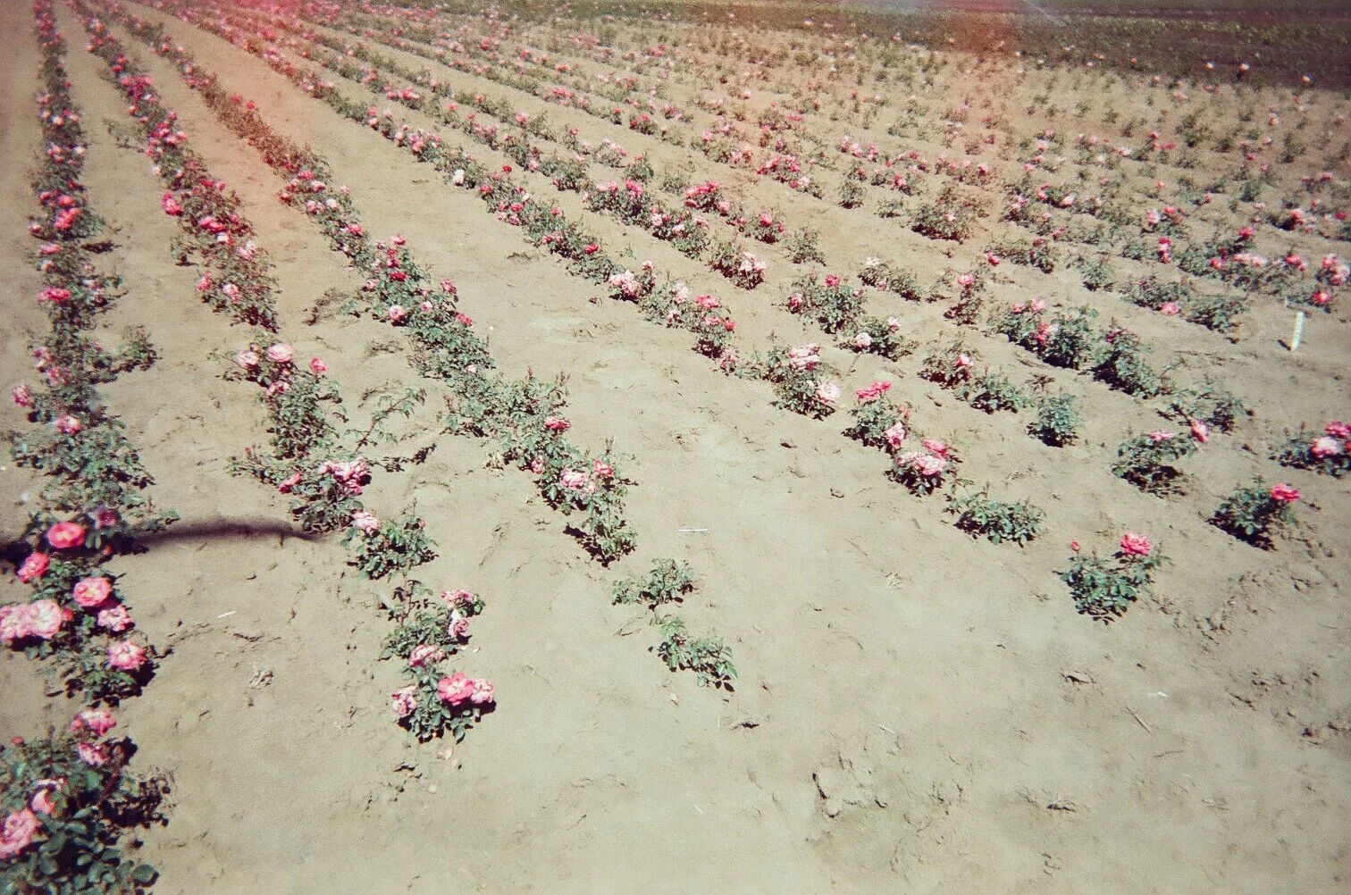 45370003 copy 2.jpg