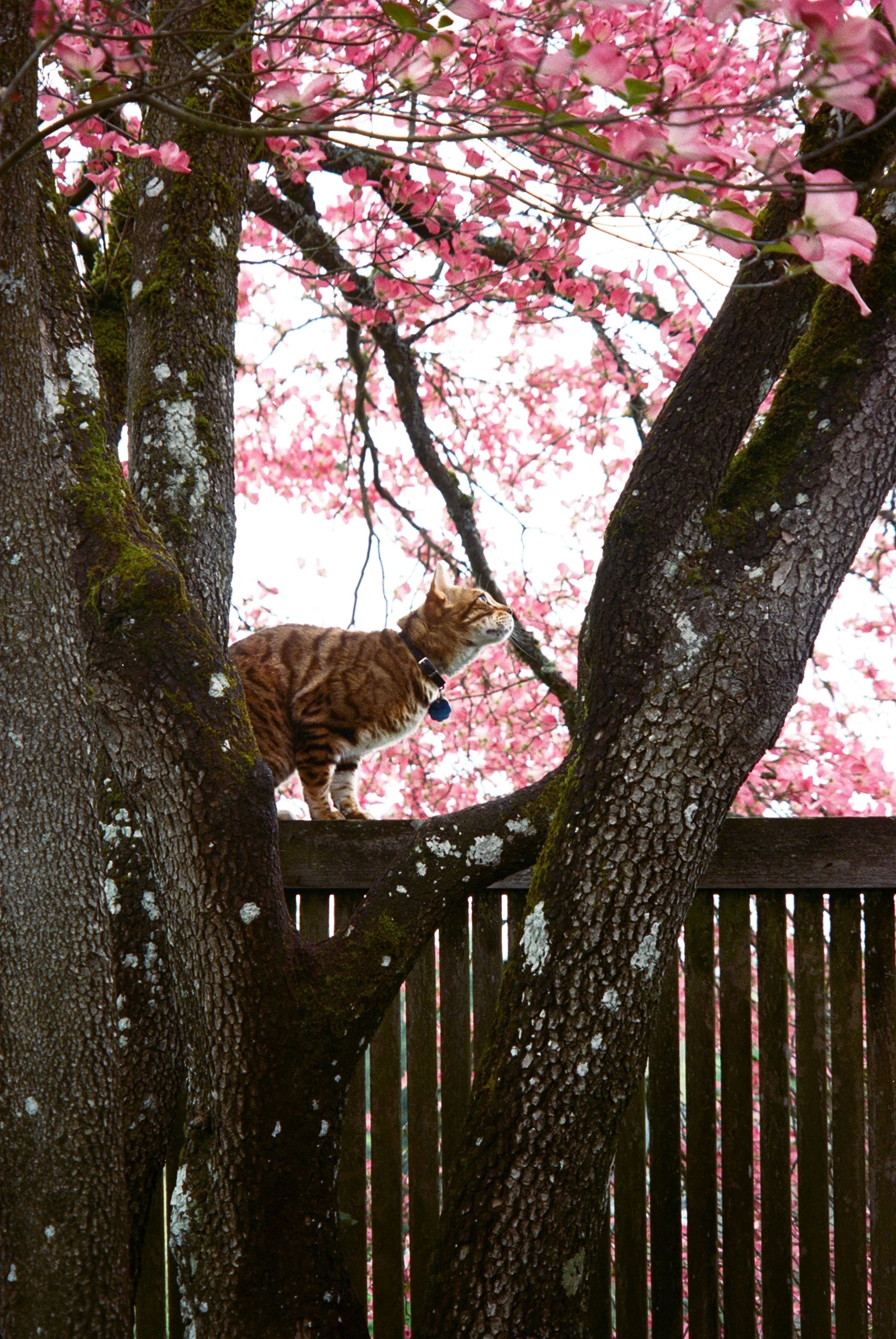 high res cat scan - edit2.jpg