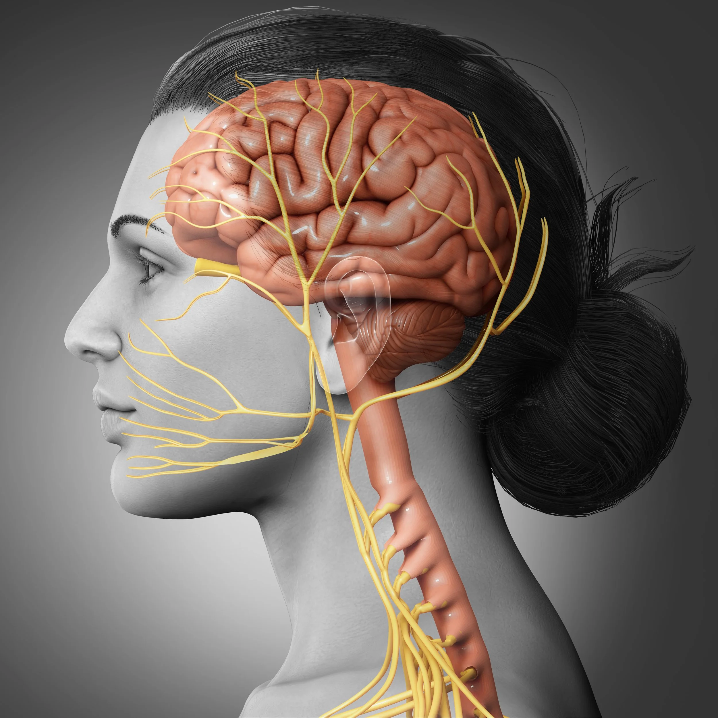 Tapping Vagus Nerve: What Is It And What Does It Do? - WAVWatch