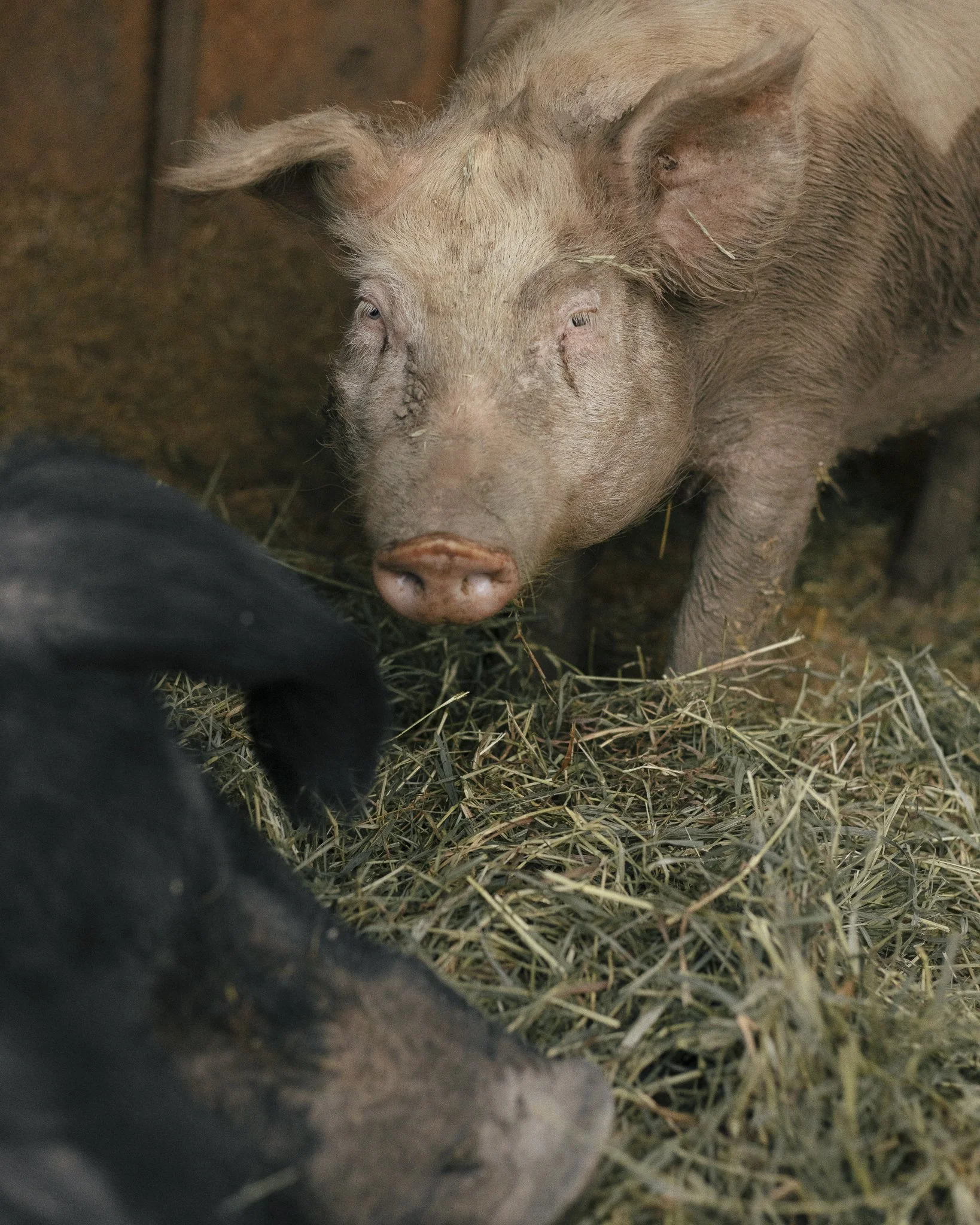 pig-1.JPG