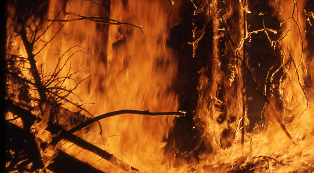 Wildfire-closeup.jpg