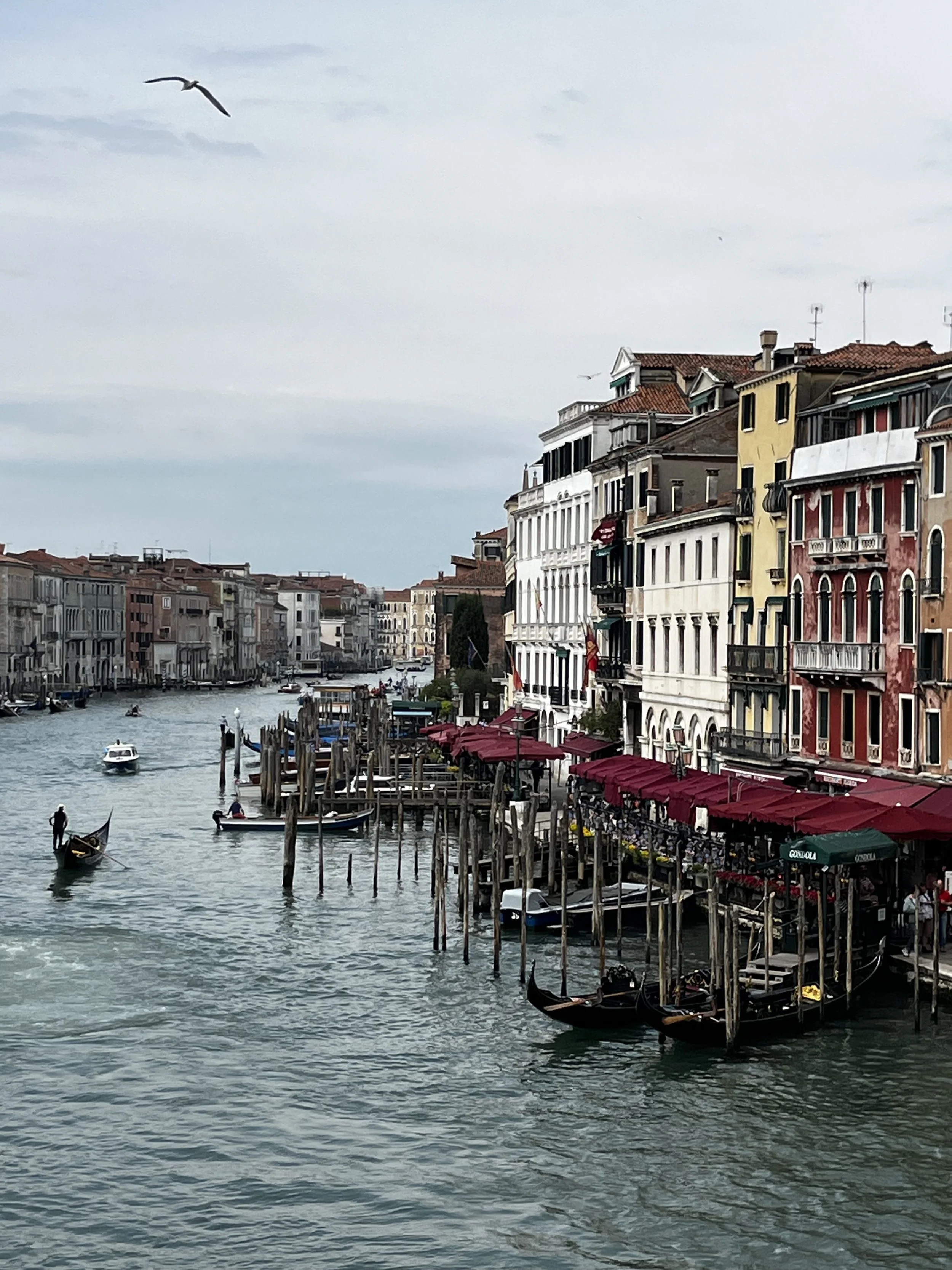 View of the Grand Canal from the Rialto Bridge Venice with a seagull overhead