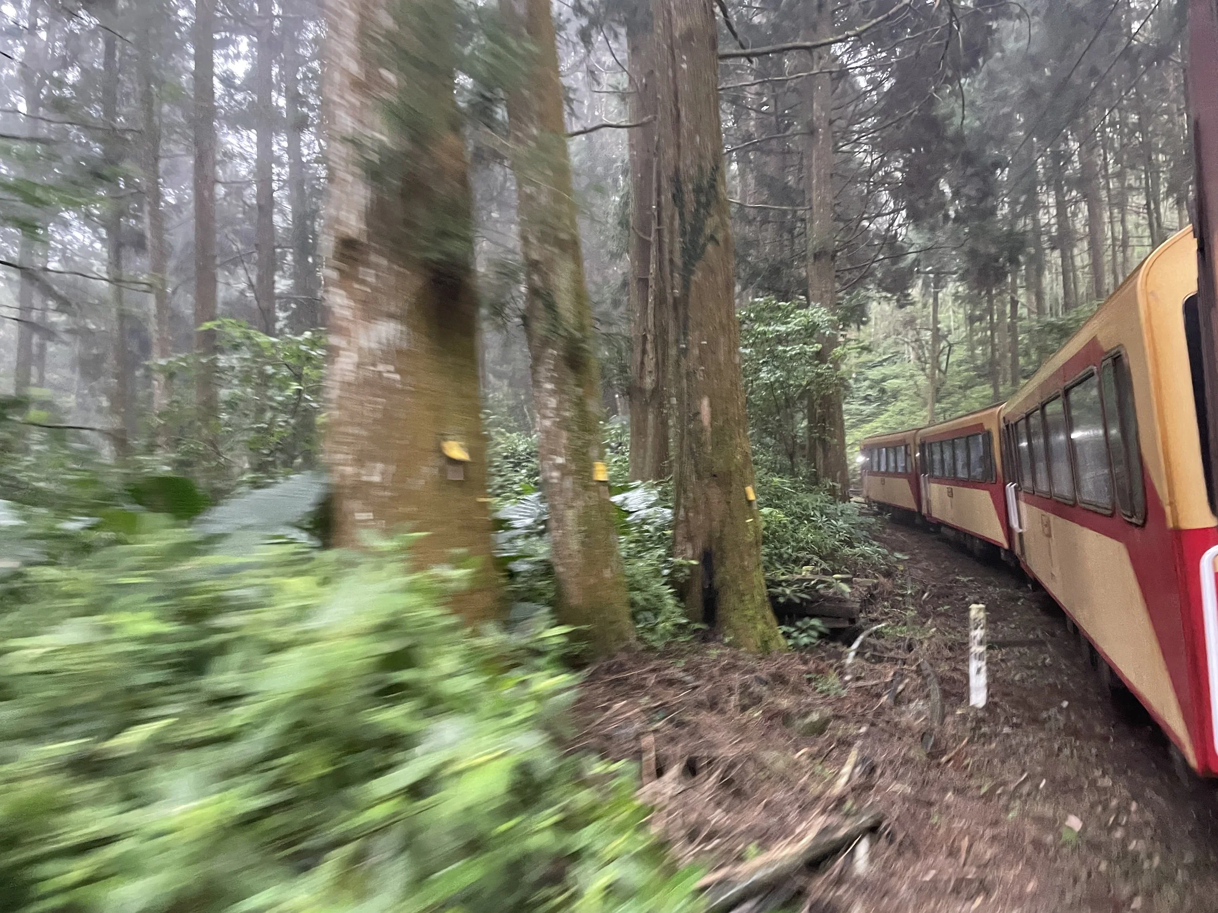Alishan Forest Train 阿里山森林小火车