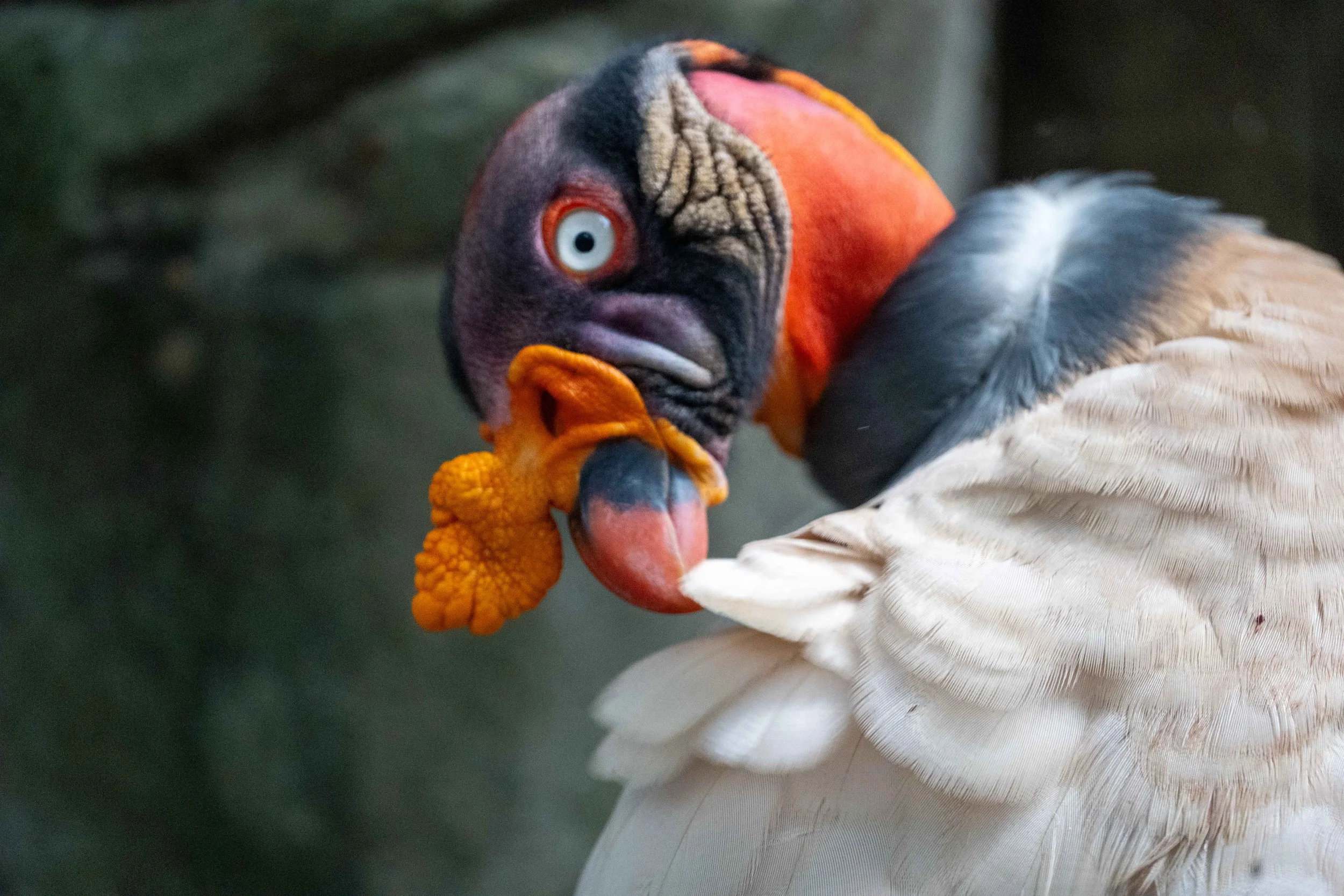 Cartagena (2), Columbia 卡塔赫纳，哥伦比亚