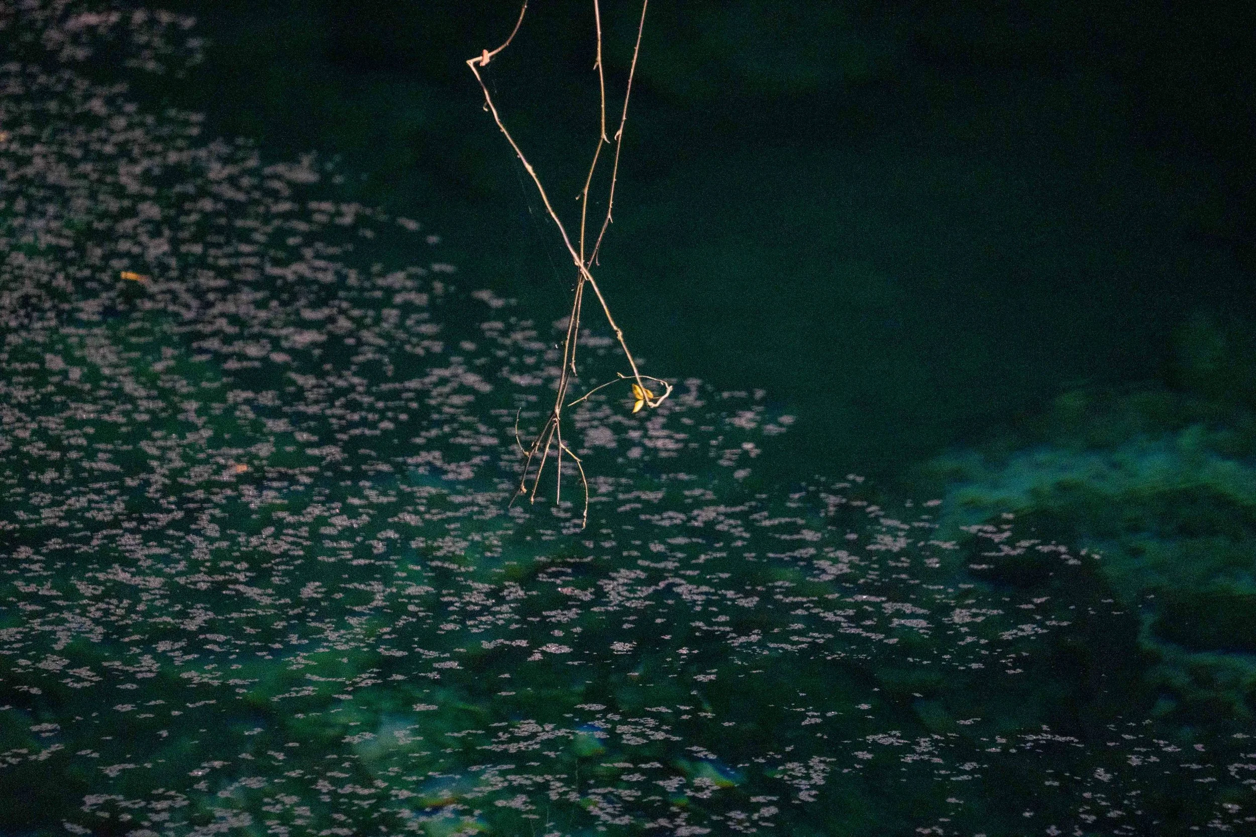 Freeport, Bahamas 弗里波特，巴哈马